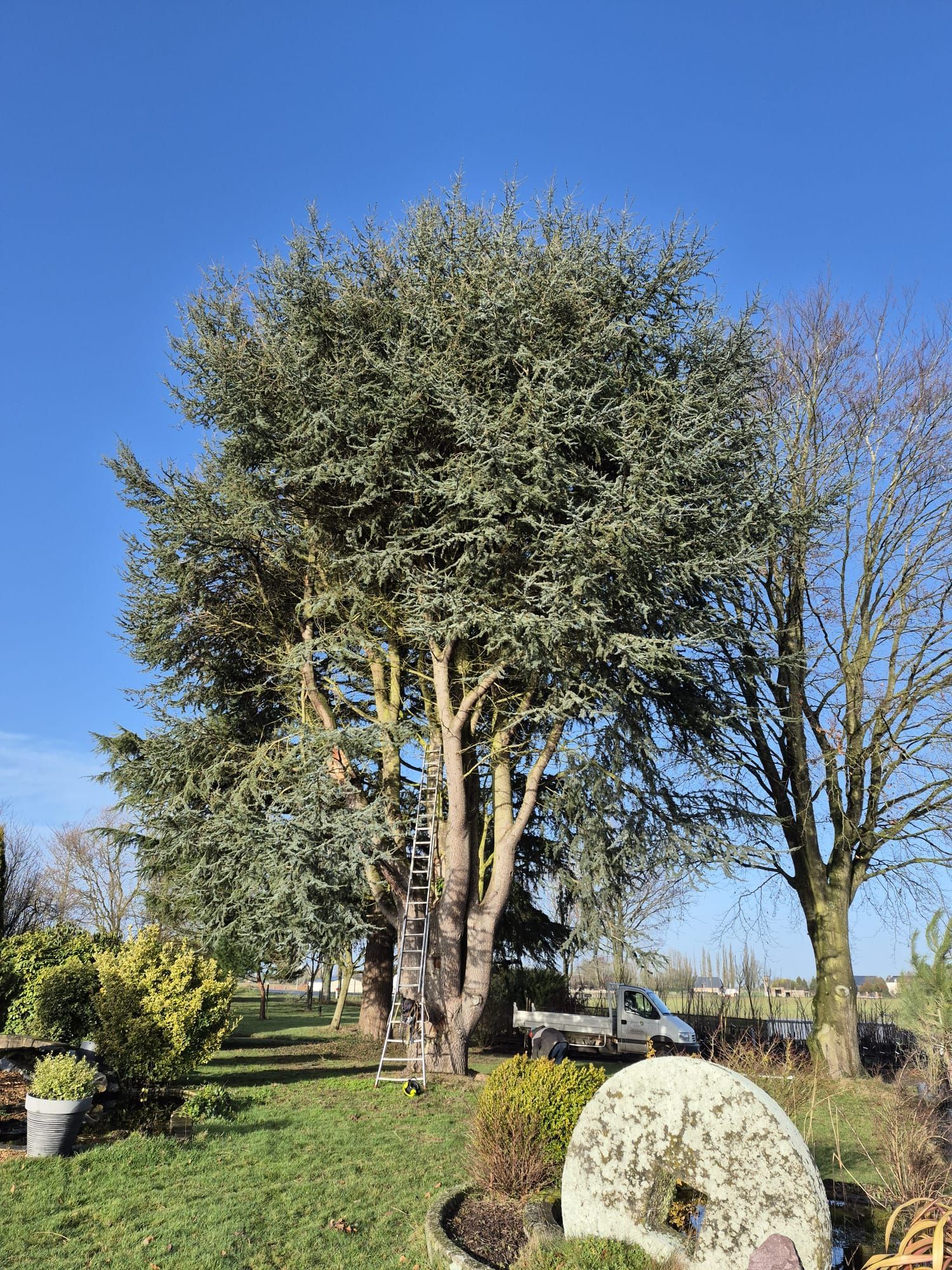 Grand arbre dans un jardin ensoleillé avec de l'herbe verte et un ciel bleu clair