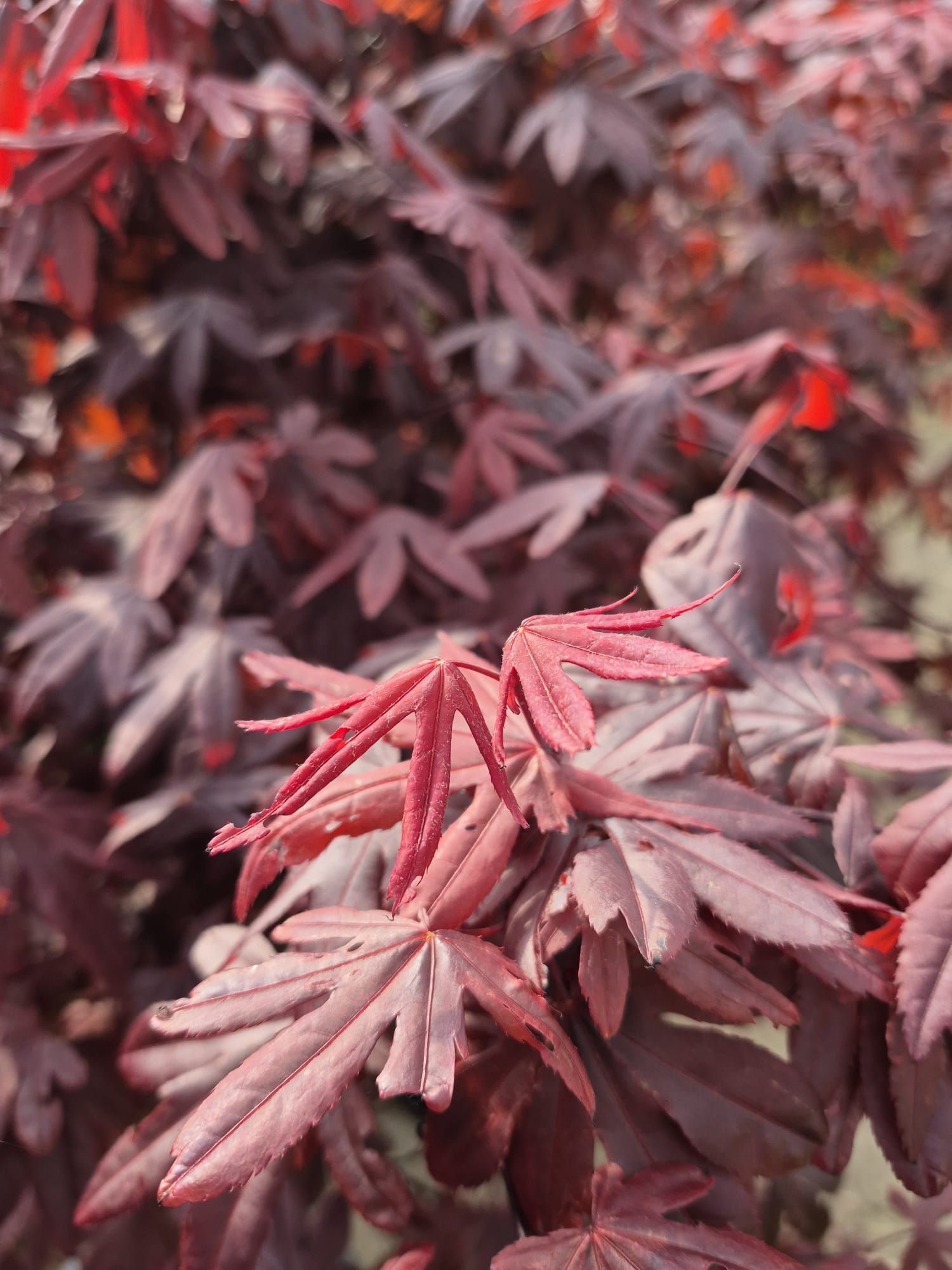 Gros plan sur des feuilles teintées de rouge d'un arbuste, avec un arrière-plan de feuillage flou.