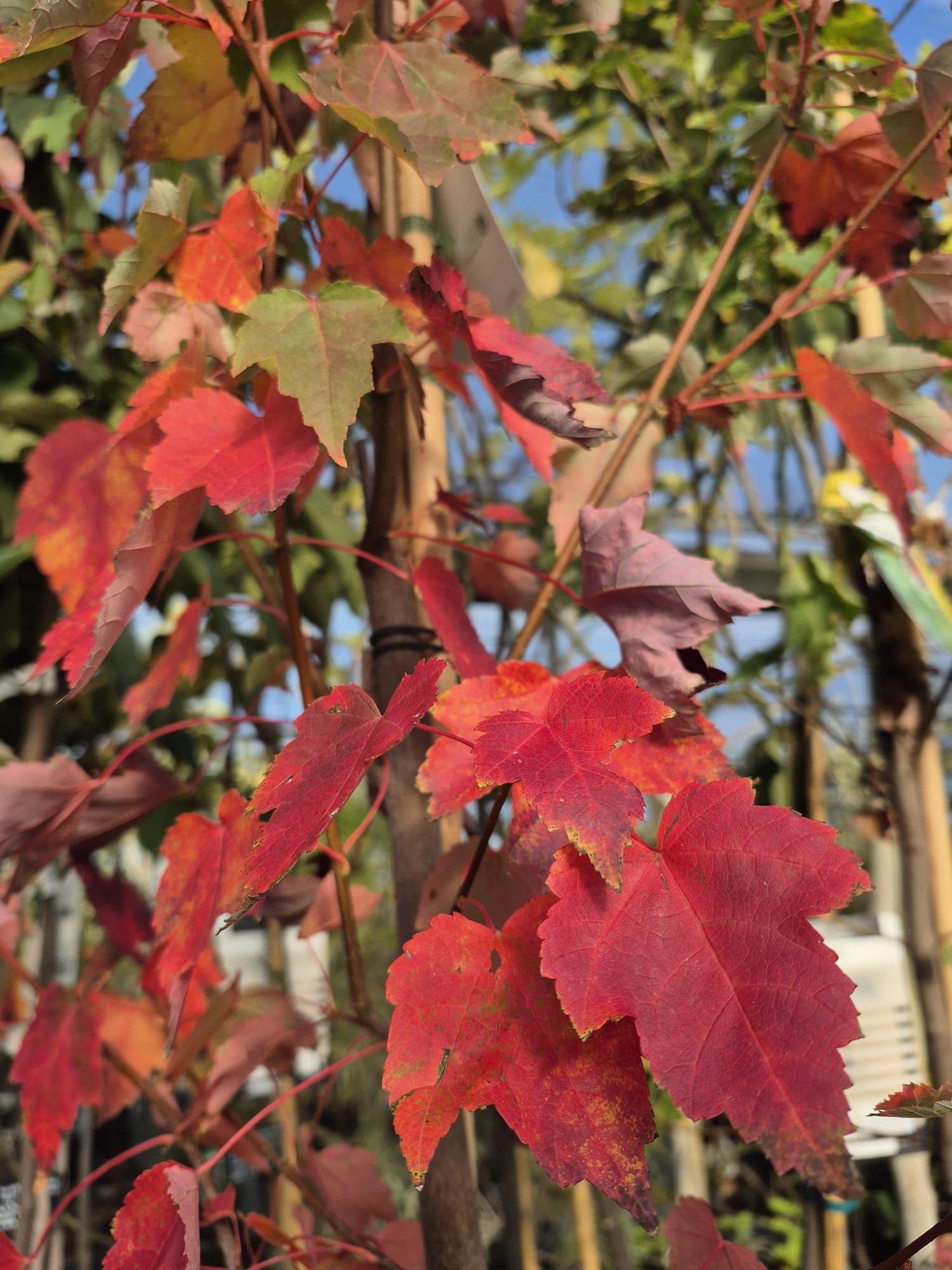 Érable rouge en automne, pépinière Rambert aux Automnales d'Harcourt