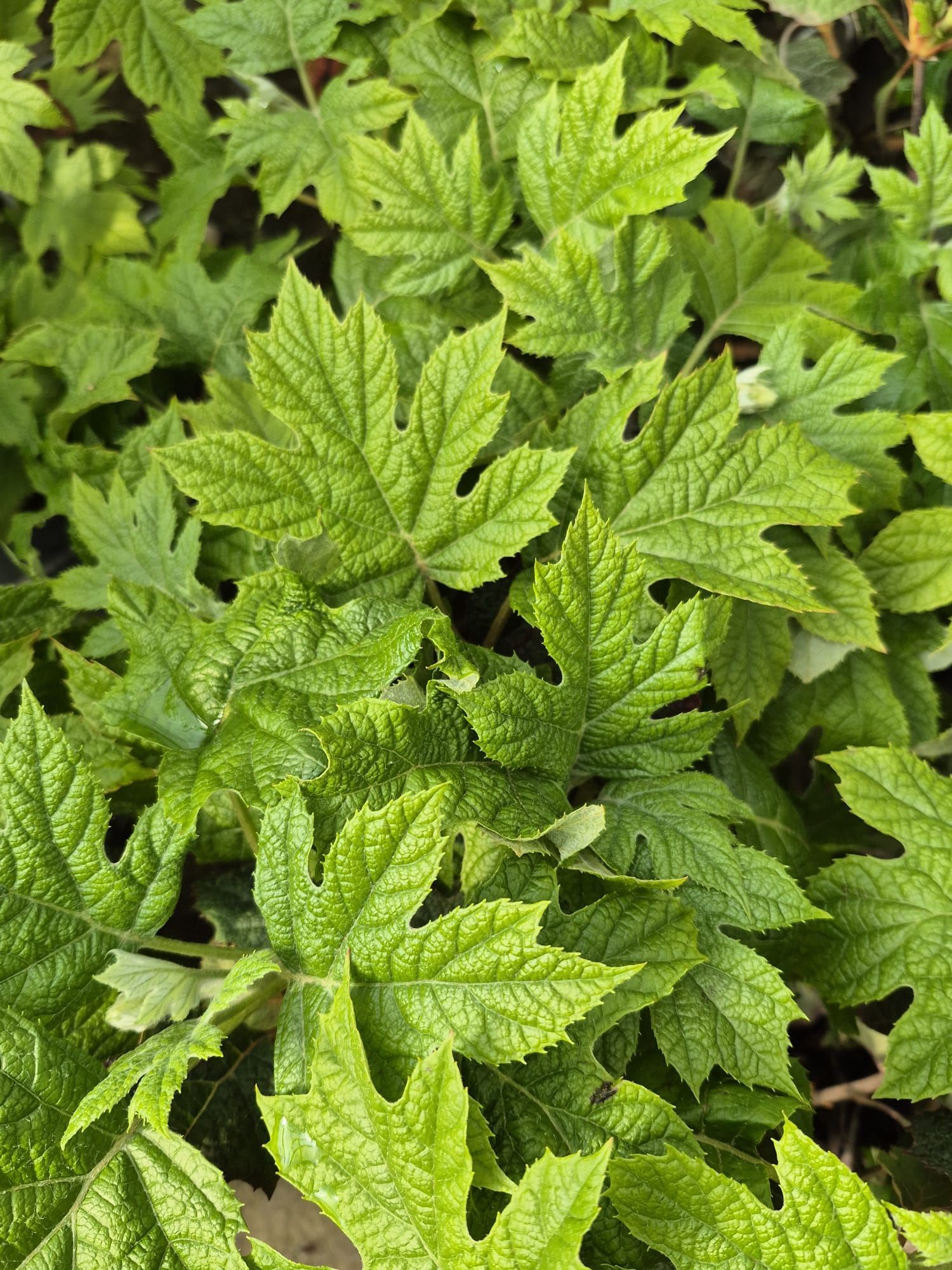 Gros plan sur des feuilles texturées d'un vert éclatant remplissant le cadre