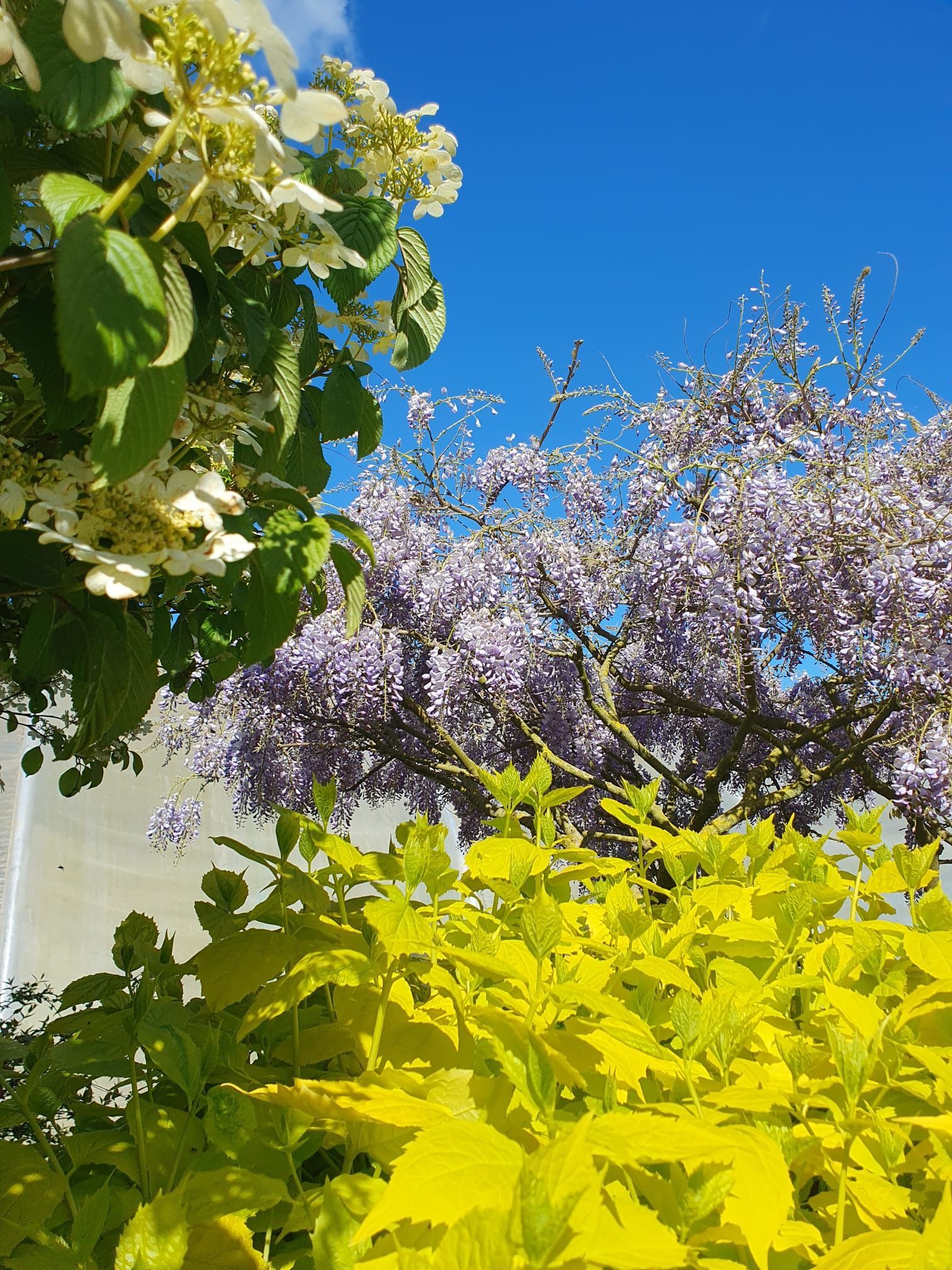 Jardin fleuri de fleurs blanches, violettes et jaunes sous un ciel d'un bleu éclatant