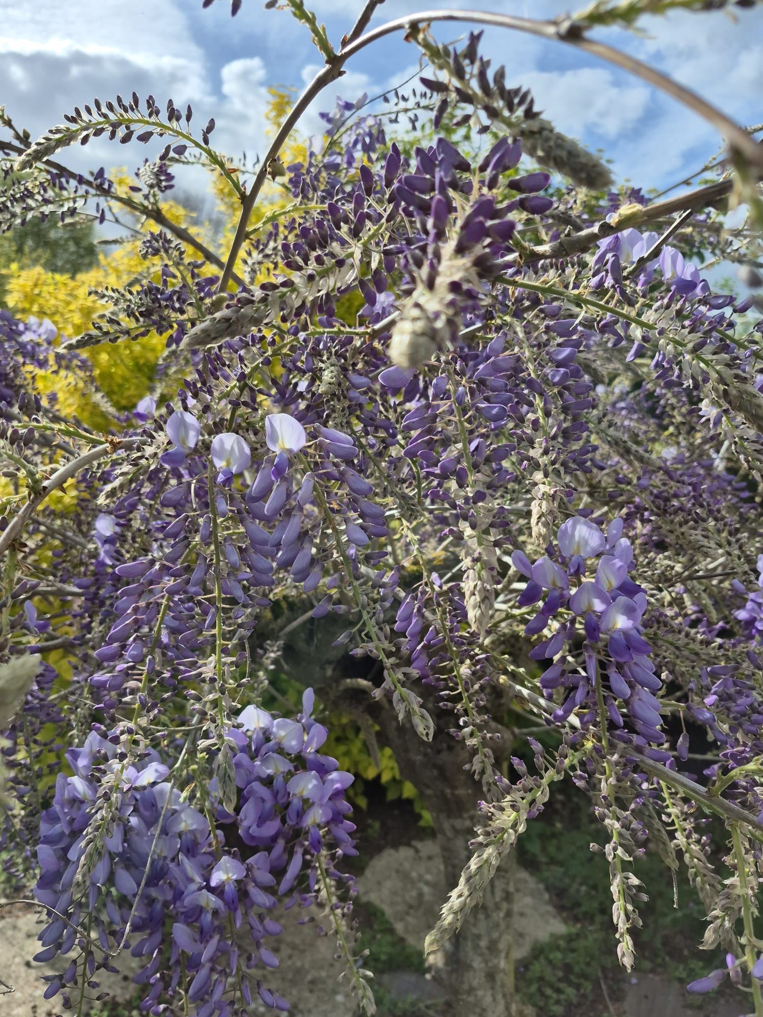 Des fleurs de glycine violettes pendent d'une vigne sur fond de ciel bleu et de feuillage vert.