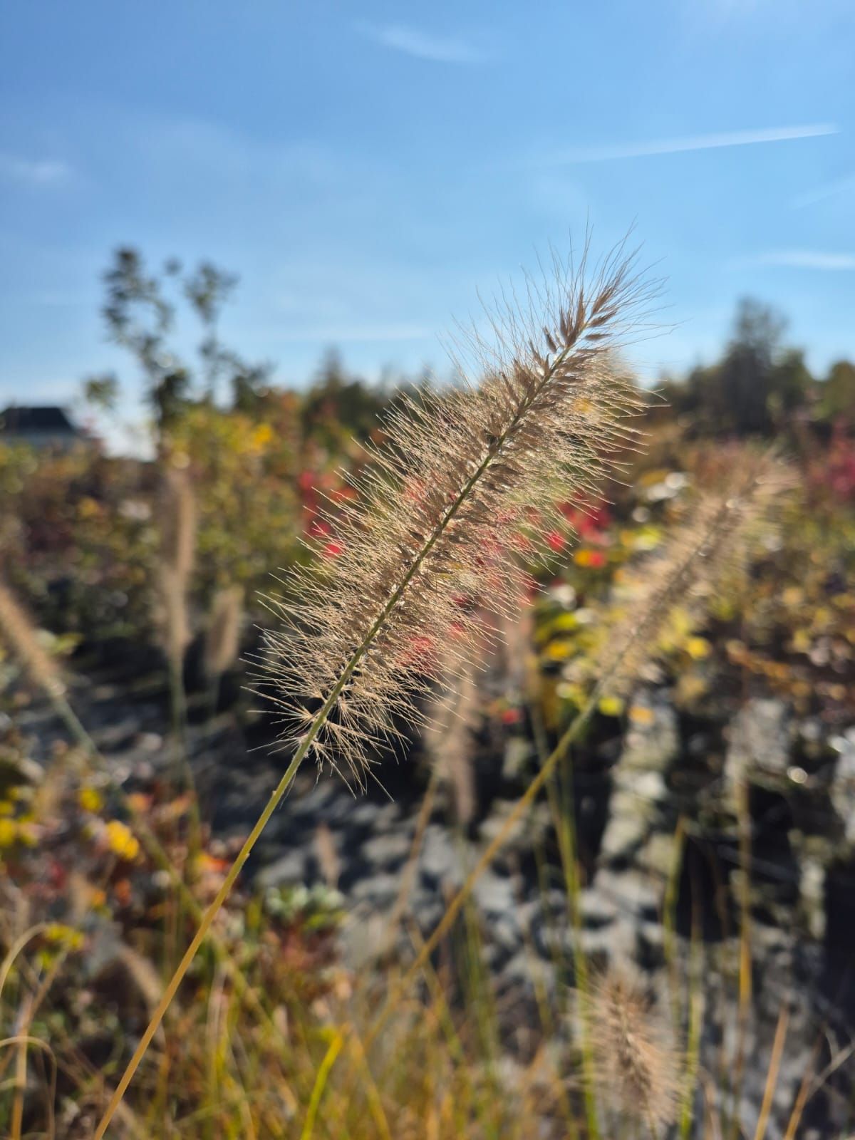 Gros plan sur une épi de graminée duveteux qui se balance dans un champ ensoleillé, avec des fleurs sauvages et des arbres flous en arrière-plan.