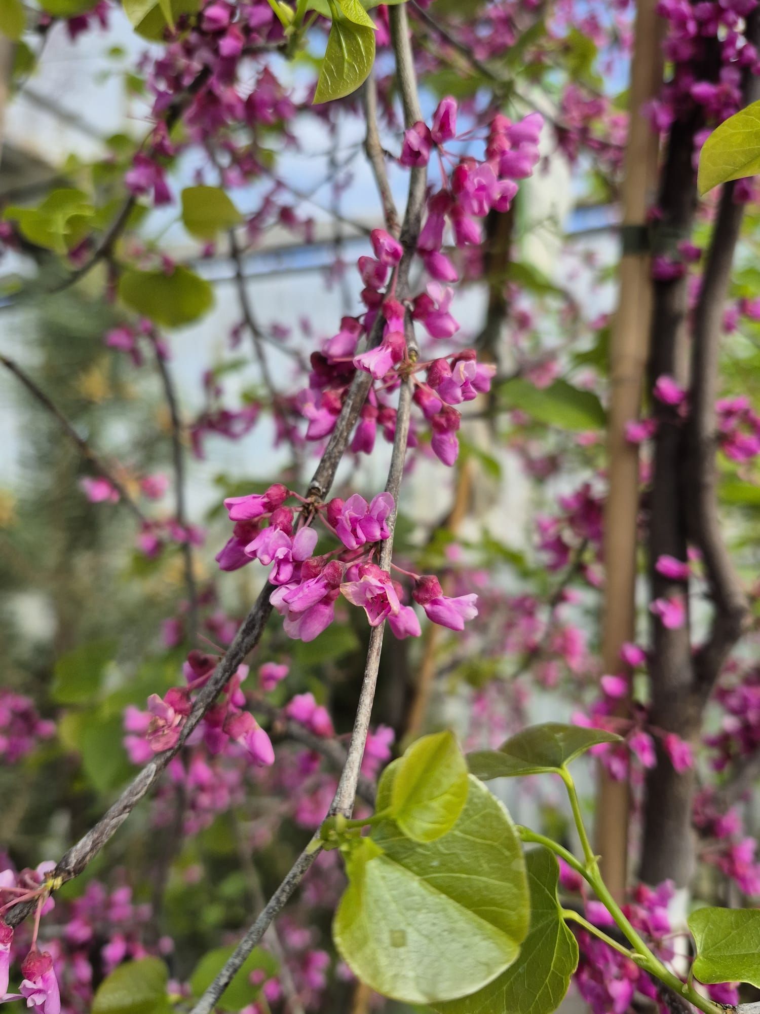 Fleurs roses sur les branches d'un arbre aux feuilles vertes fraîches dans un cadre de jardin