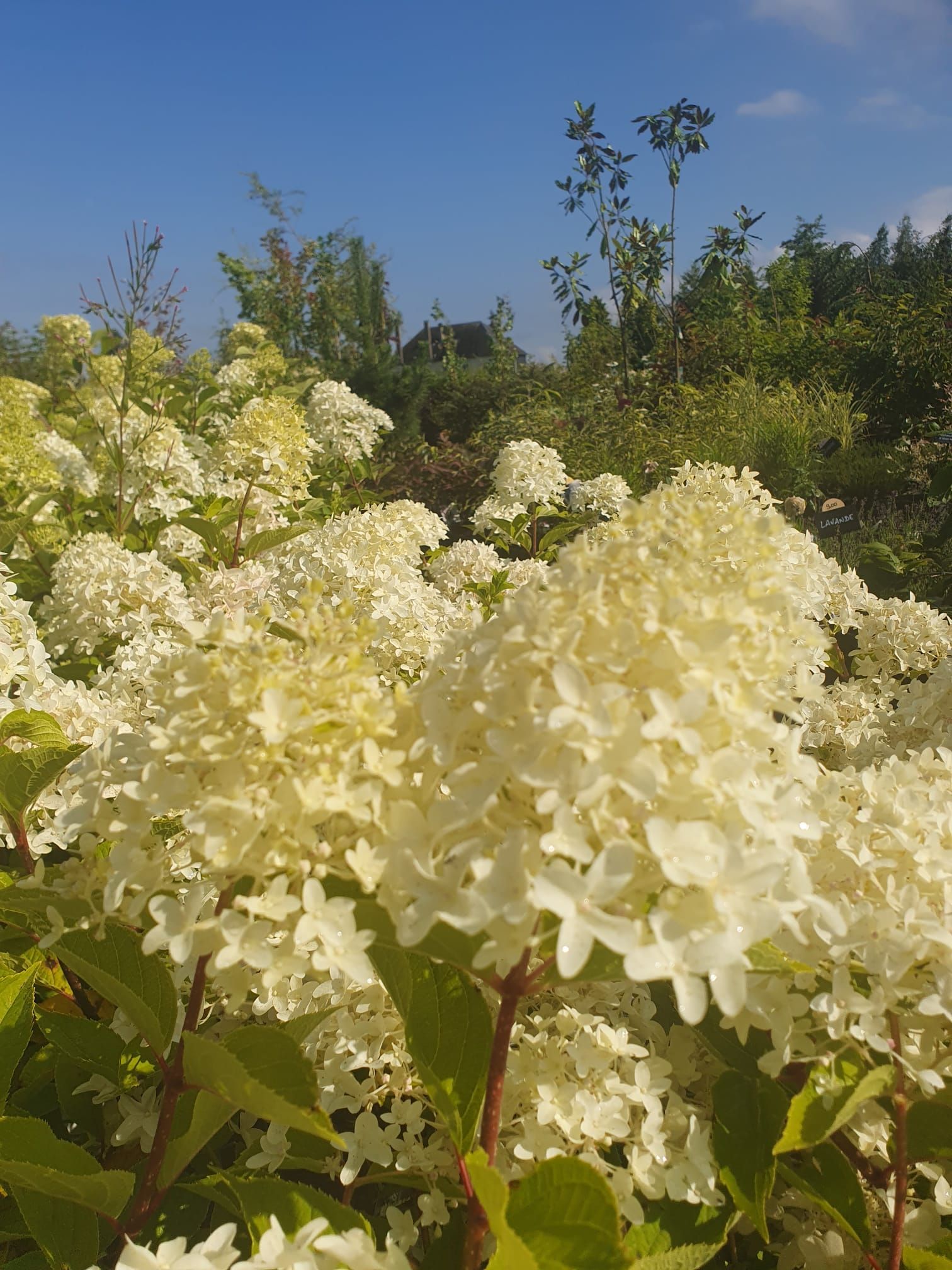 Des hortensias couleur crème fleurissent dans un jardin ensoleillé sous un ciel bleu azur.