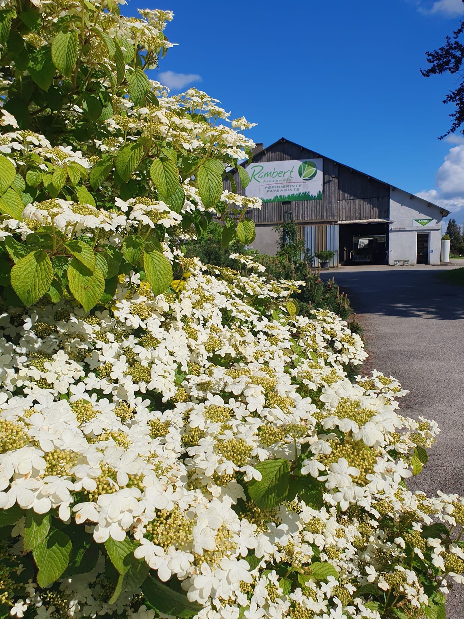 Des buissons à fleurs blanches bordent un bâtiment à l'enseigne verte, sous un ciel d'un bleu éclatant.
