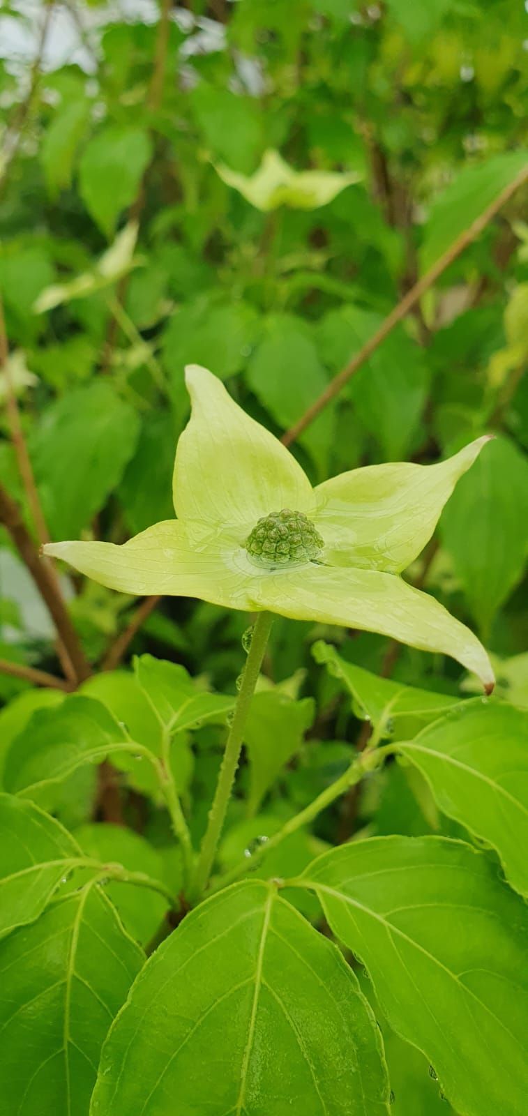 Fleur jaune pâle épanouie parmi des feuilles vertes dans un jardin