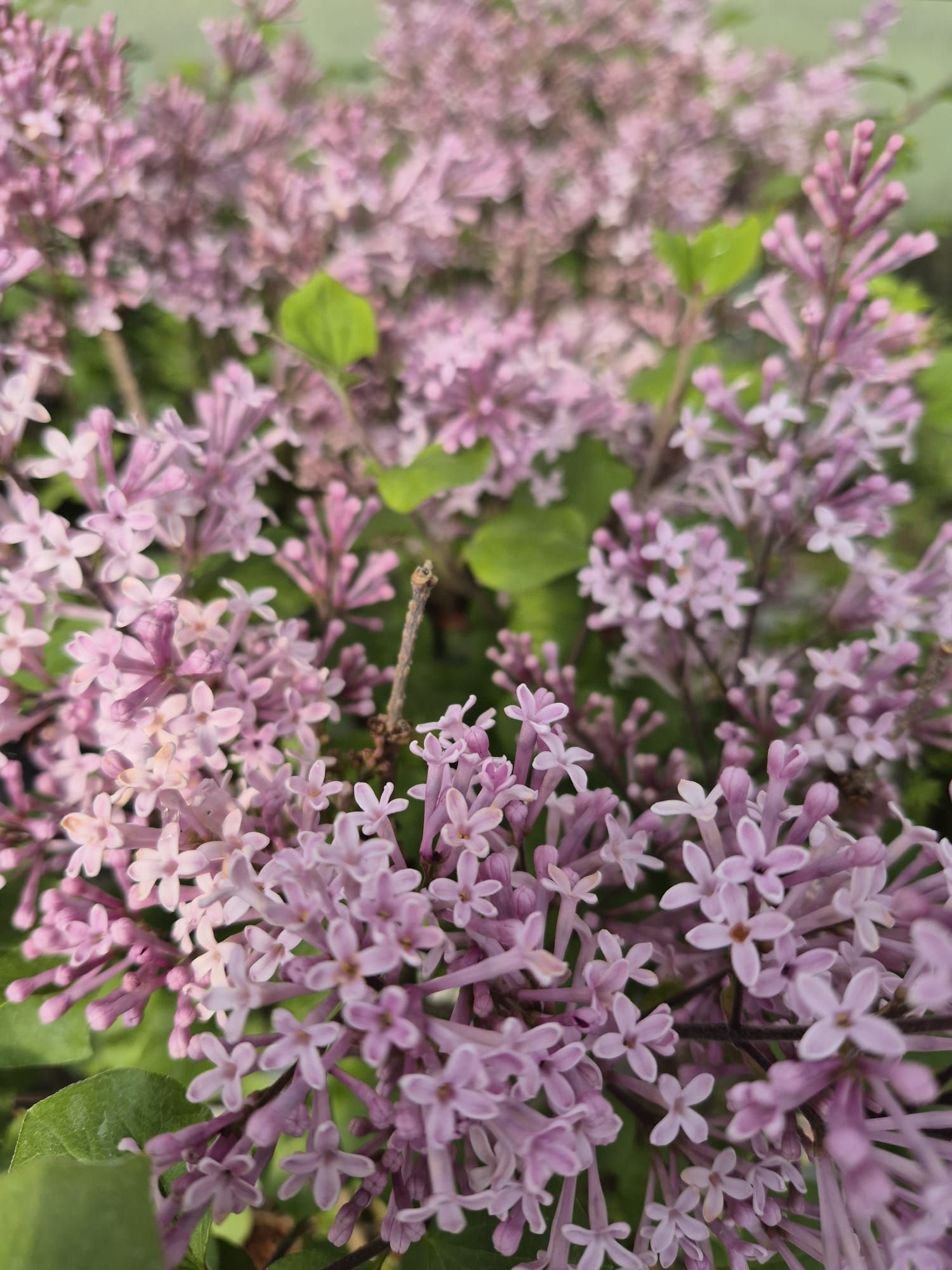 Gros plan sur des grappes de petites fleurs lilas rose pâle à feuilles vertes dans un jardin