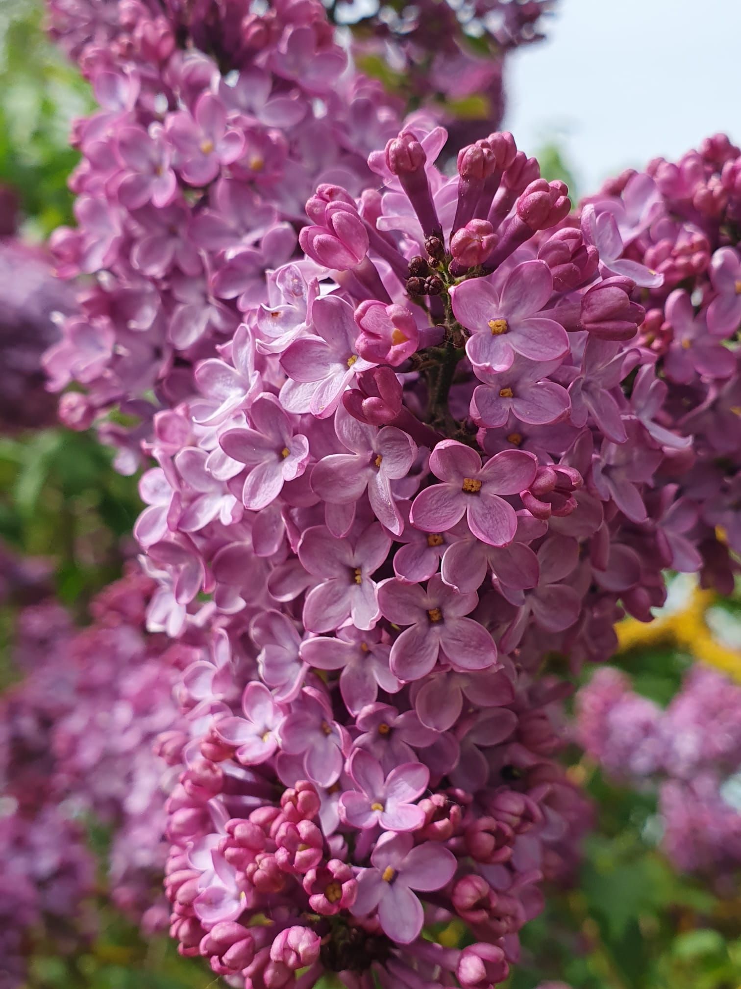 Gros plan sur des fleurs de lilas rose sur une branche d'arbre en pleine floraison