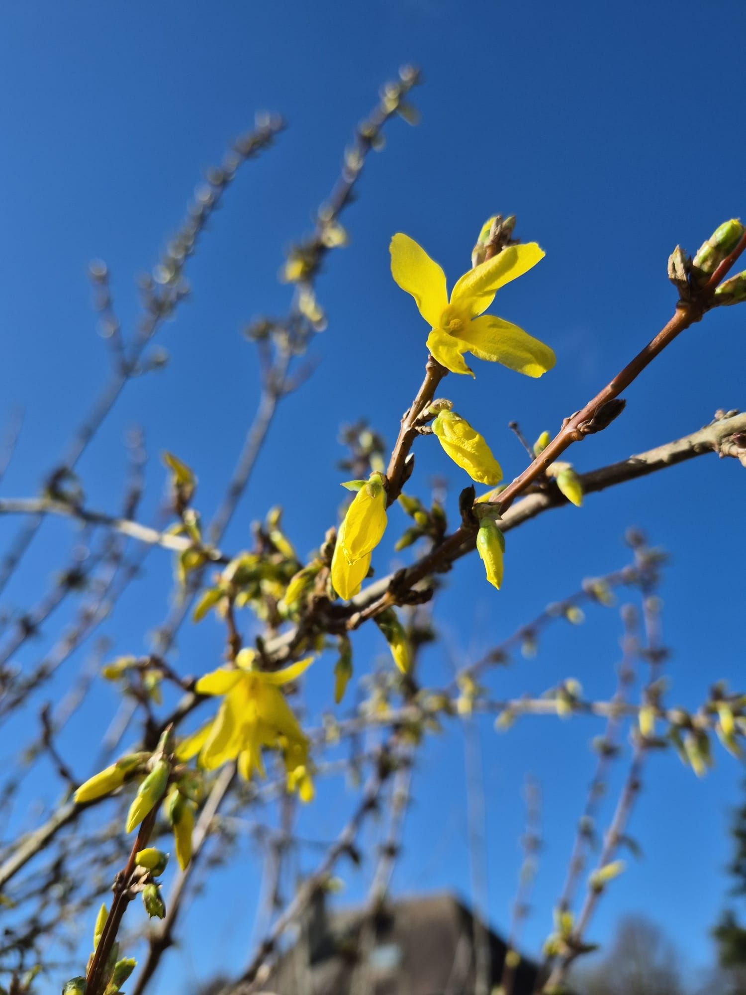 Des fleurs jaunes sur une branche nue se détachent sur un ciel bleu éclatant, avec un bâtiment flou en contrebas.