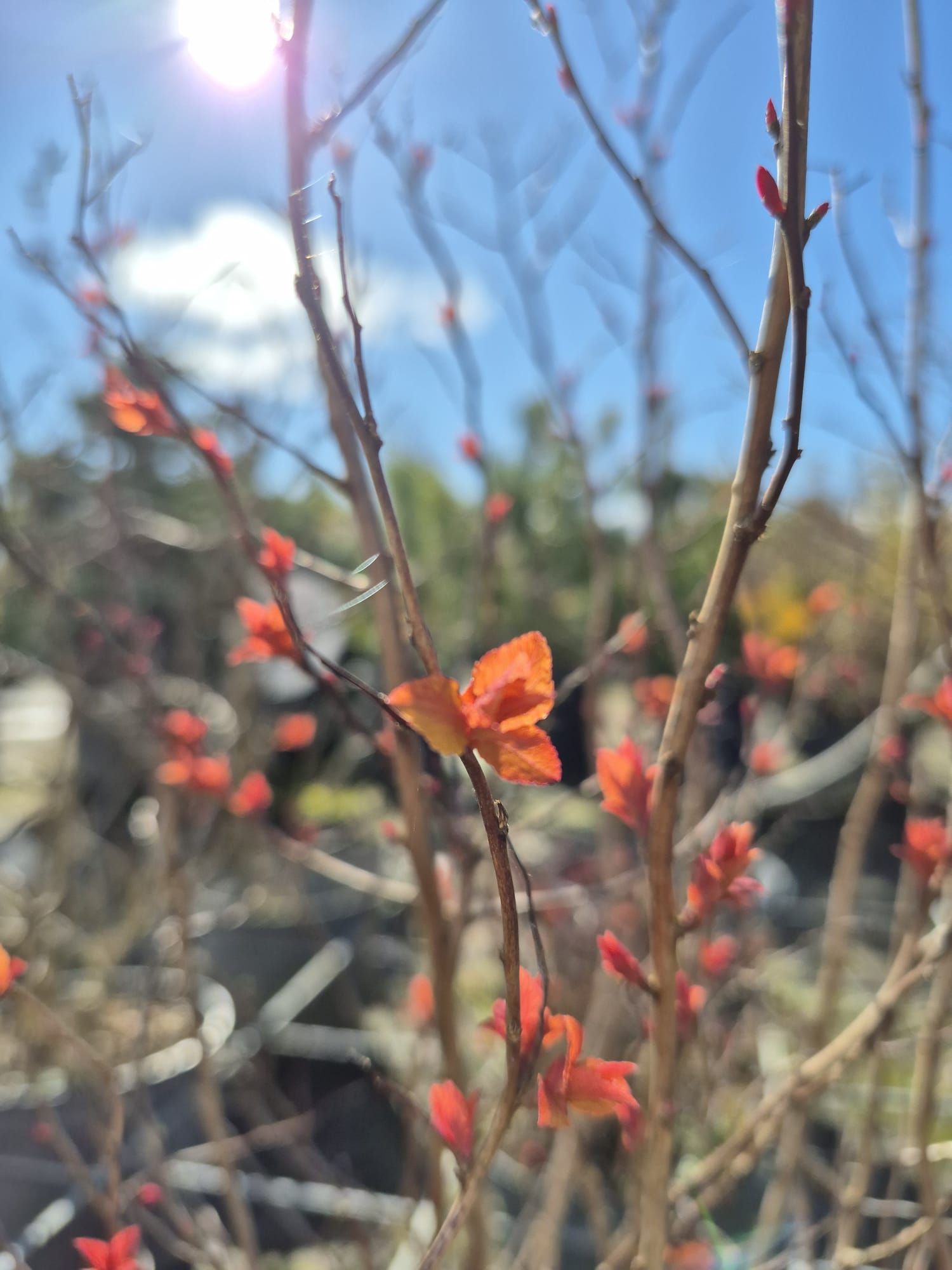 Des branches nues aux petites feuilles orange se détachant sur un ciel d'un bleu éclatant.