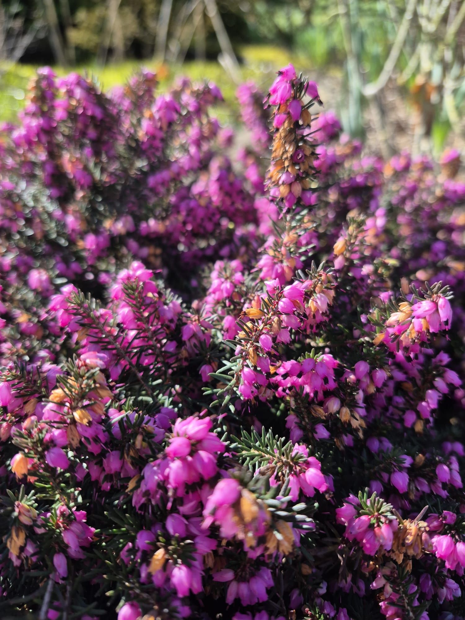 Gros plan sur des fleurs de bruyère d'un violet éclatant en pleine floraison à l'extérieur