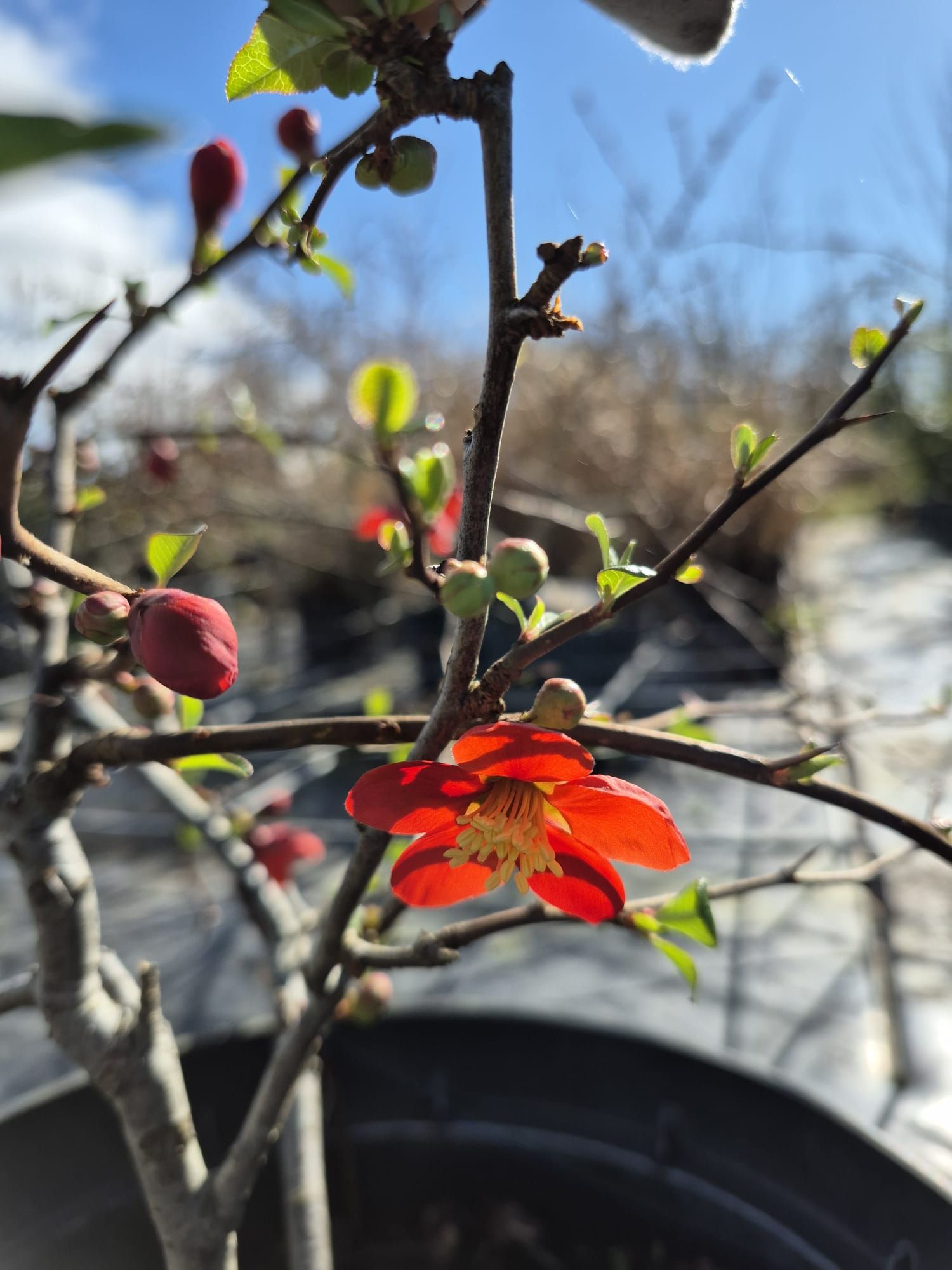 Fleur rouge et boutons sur une fine branche d'une plante en pot, se détachant sur un ciel extérieur lumineux.