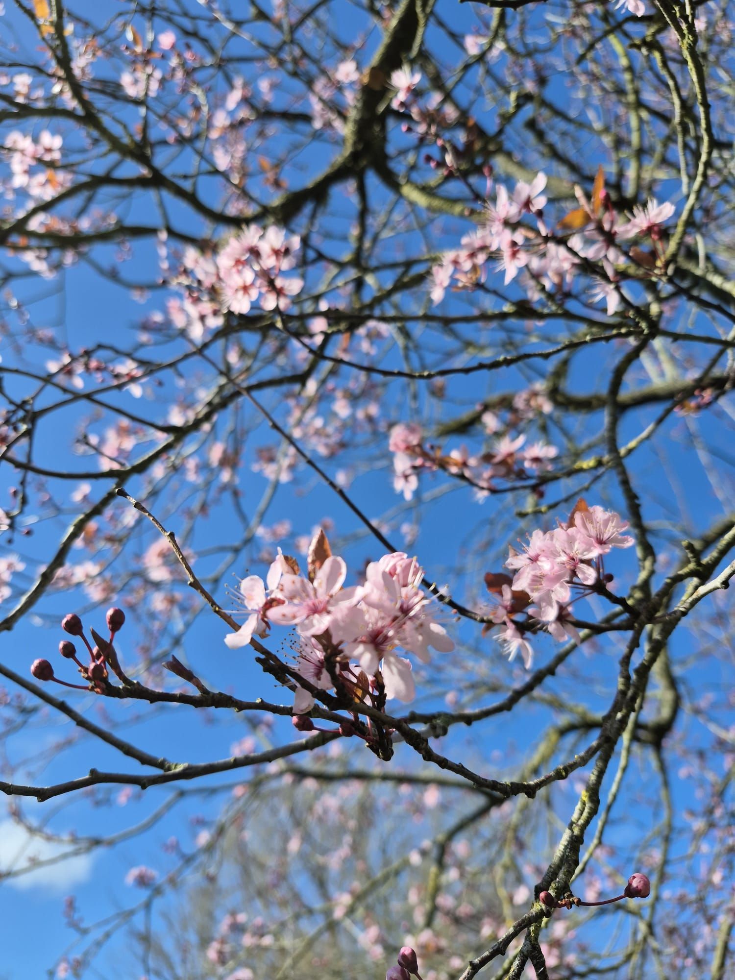Fleurs de cerisier roses sur les branches d'un arbre se détachant sur un ciel bleu clair