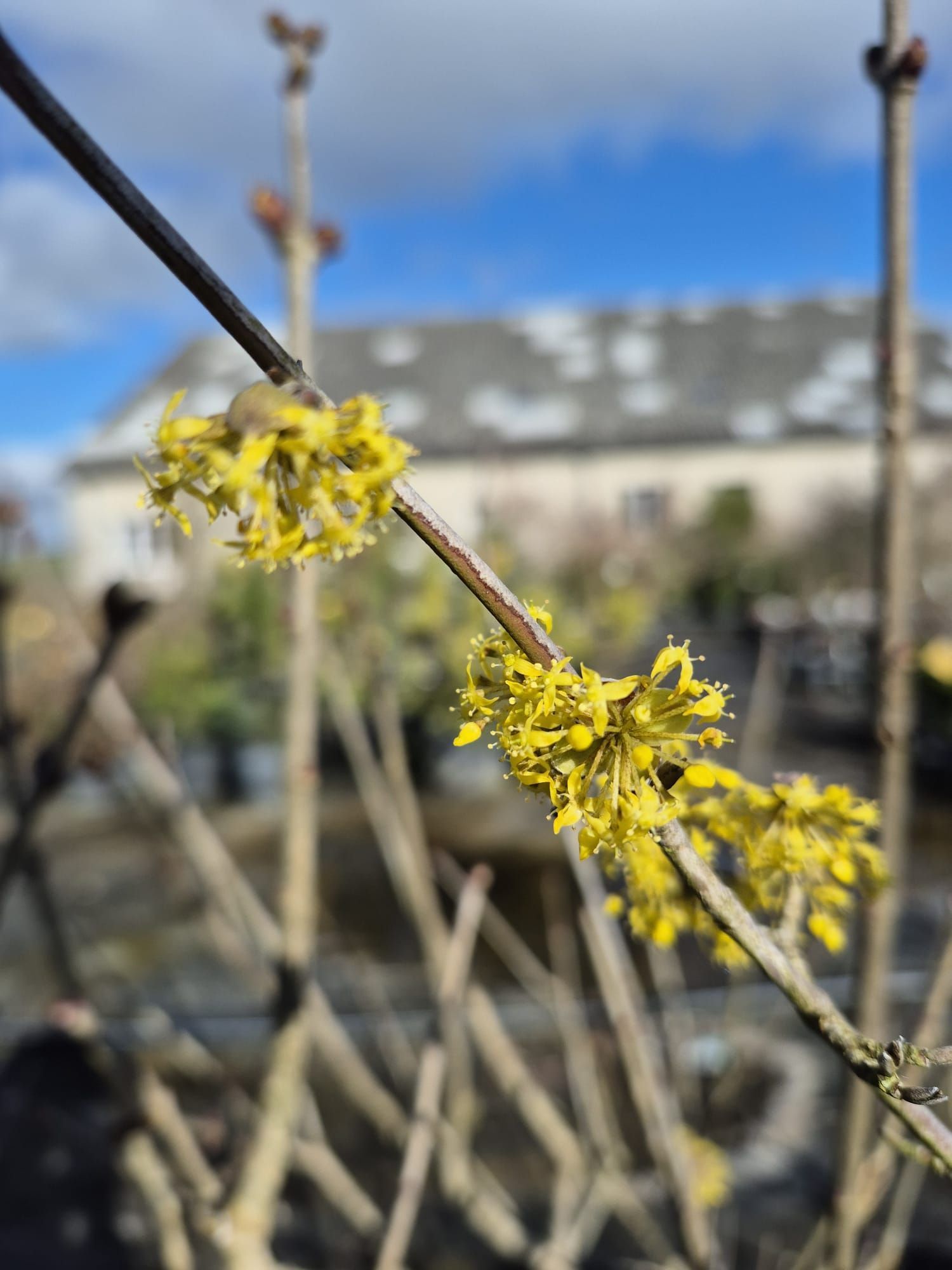 Des fleurs jaunes sur des branches nues se détachant sur un bâtiment flou et un ciel bleu.