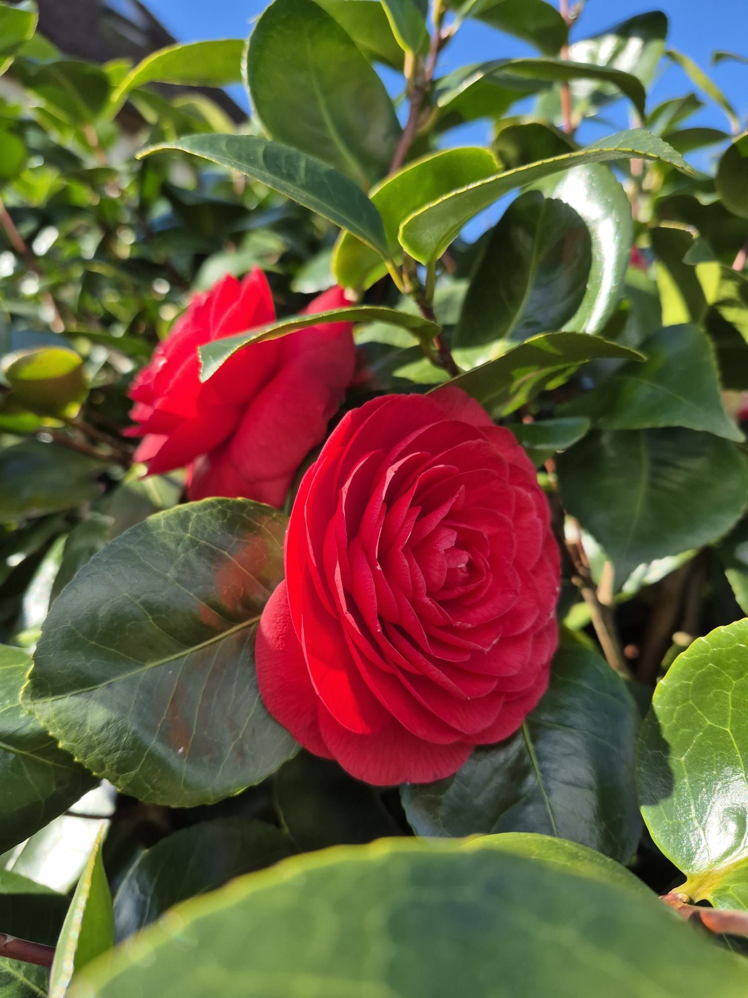 Des camélias rouges s'épanouissent parmi des feuilles vertes brillantes au soleil.
