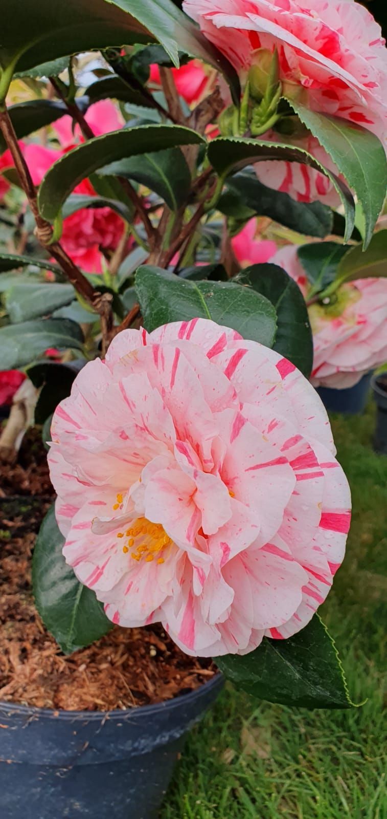 Camélia rose et blanc en pot, avec des feuilles vertes brillantes et un arrière-plan de jardin flou.