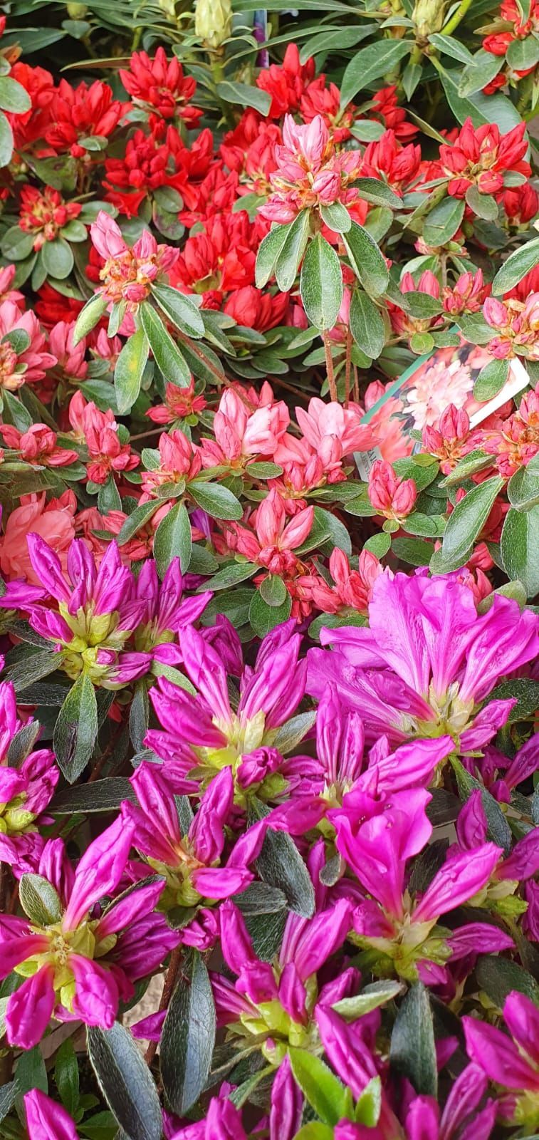 Des fleurs rouges, roses et violettes aux feuilles vertes dans un parterre de fleurs dense.