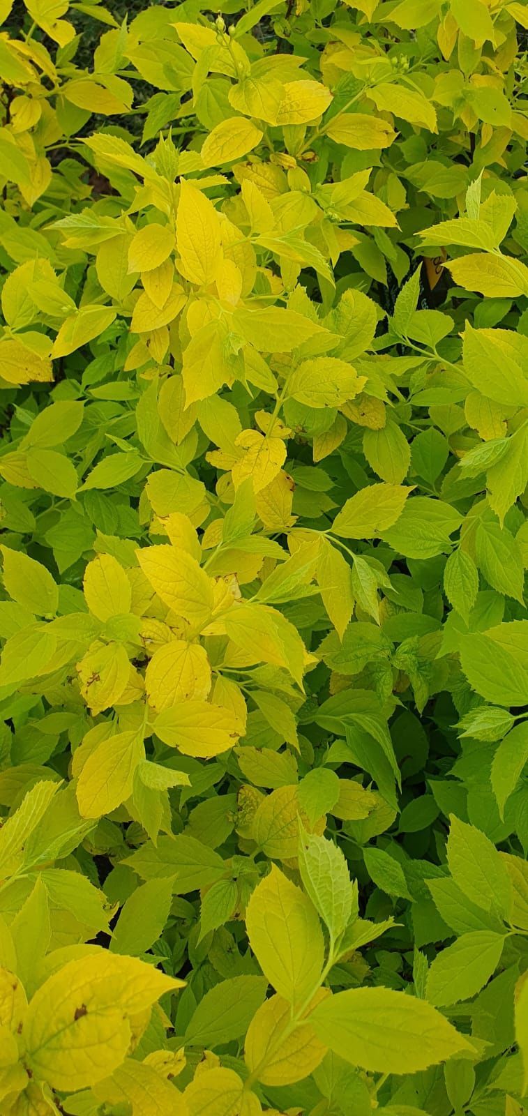 Un dense amas de petites feuilles vertes et jaunes remplit le cadre.