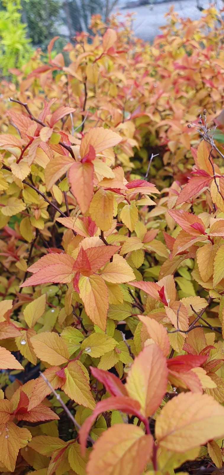Gros plan sur un arbuste aux feuilles d'automne denses, jaunes et roses, qui recouvrent un arbuste.