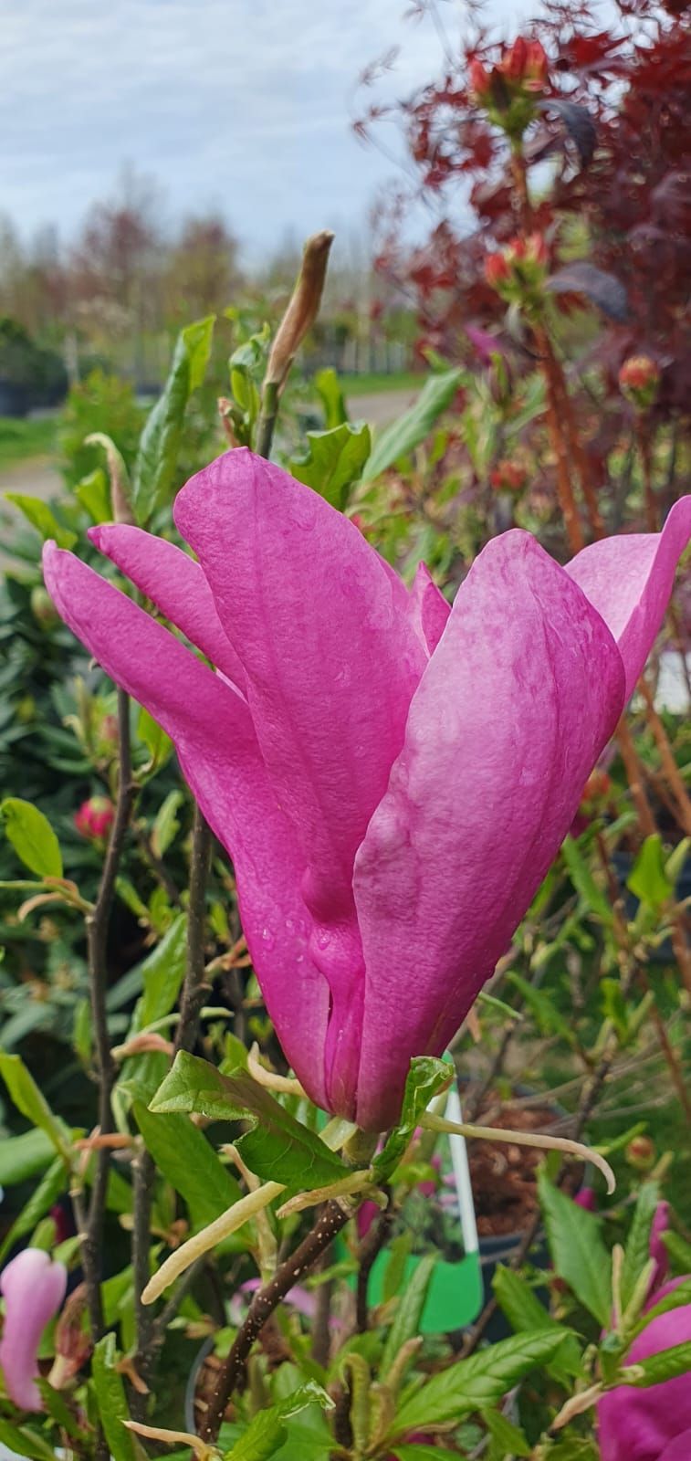 Gros plan sur une fleur rose épanouie parmi des feuilles vertes dans un jardin