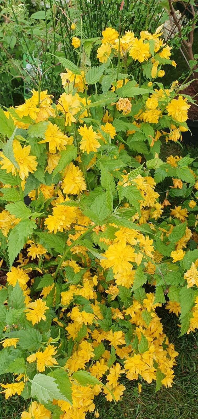 Arbuste à fleurs jaunes aux feuilles vertes denses se détachant sur un fond naturel extérieur