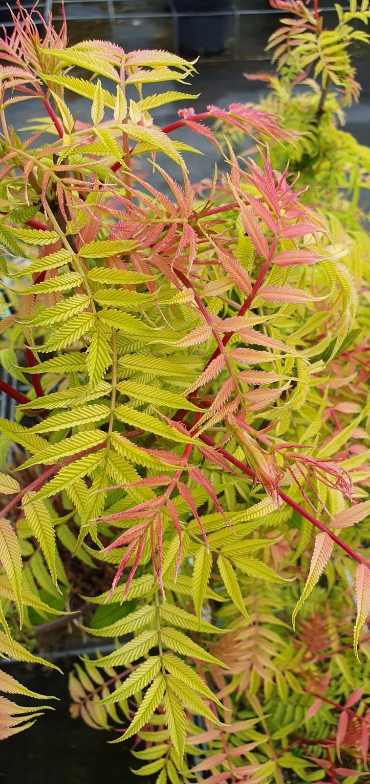 Gros plan sur des frondes de fougère vertes et rouges aux feuilles délicates, sur un fond flou.