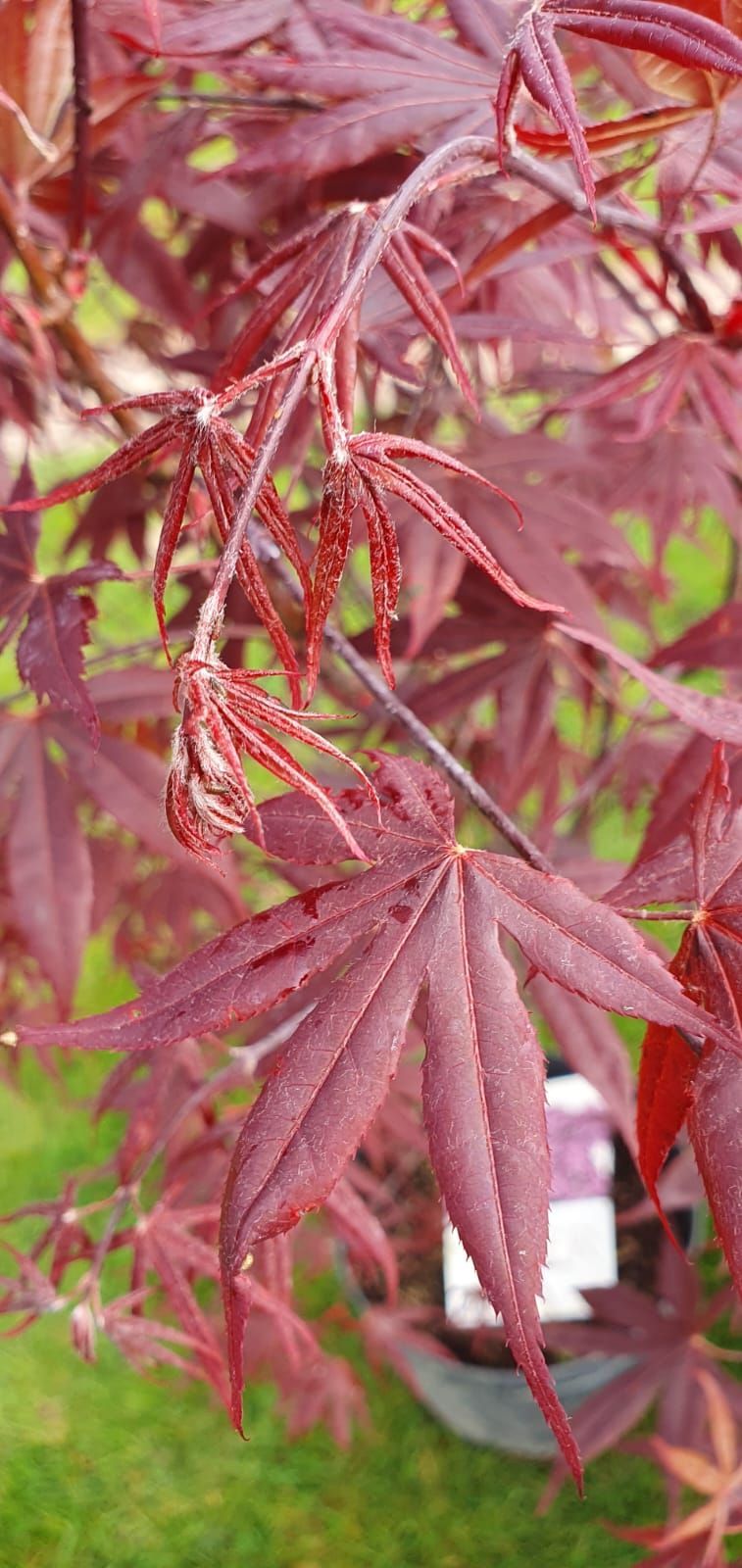 Feuilles d'érable japonais rouges sur fond de jardin flou