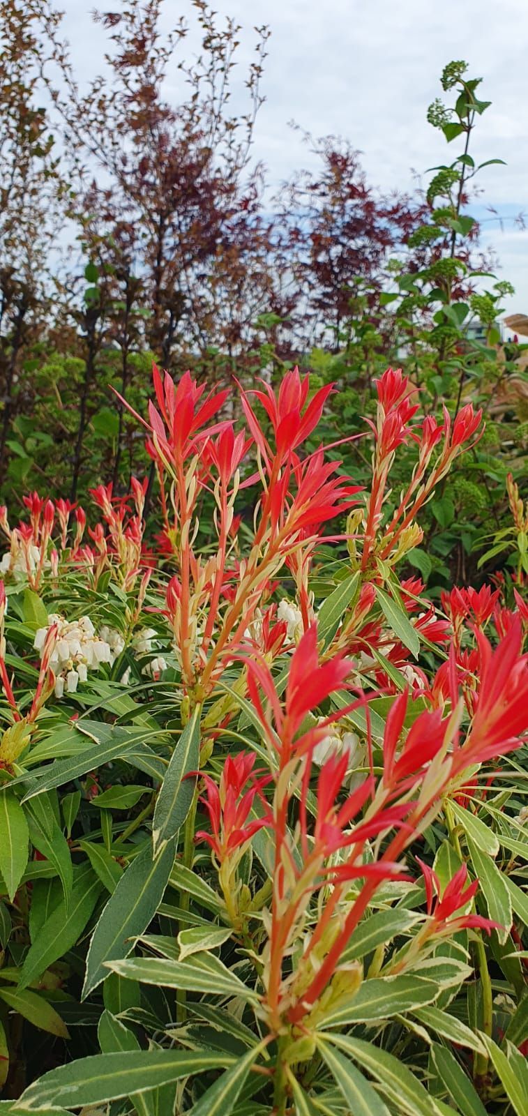 Plante à fleurs rouges et vertes dans un jardin avec un feuillage plus haut en arrière-plan