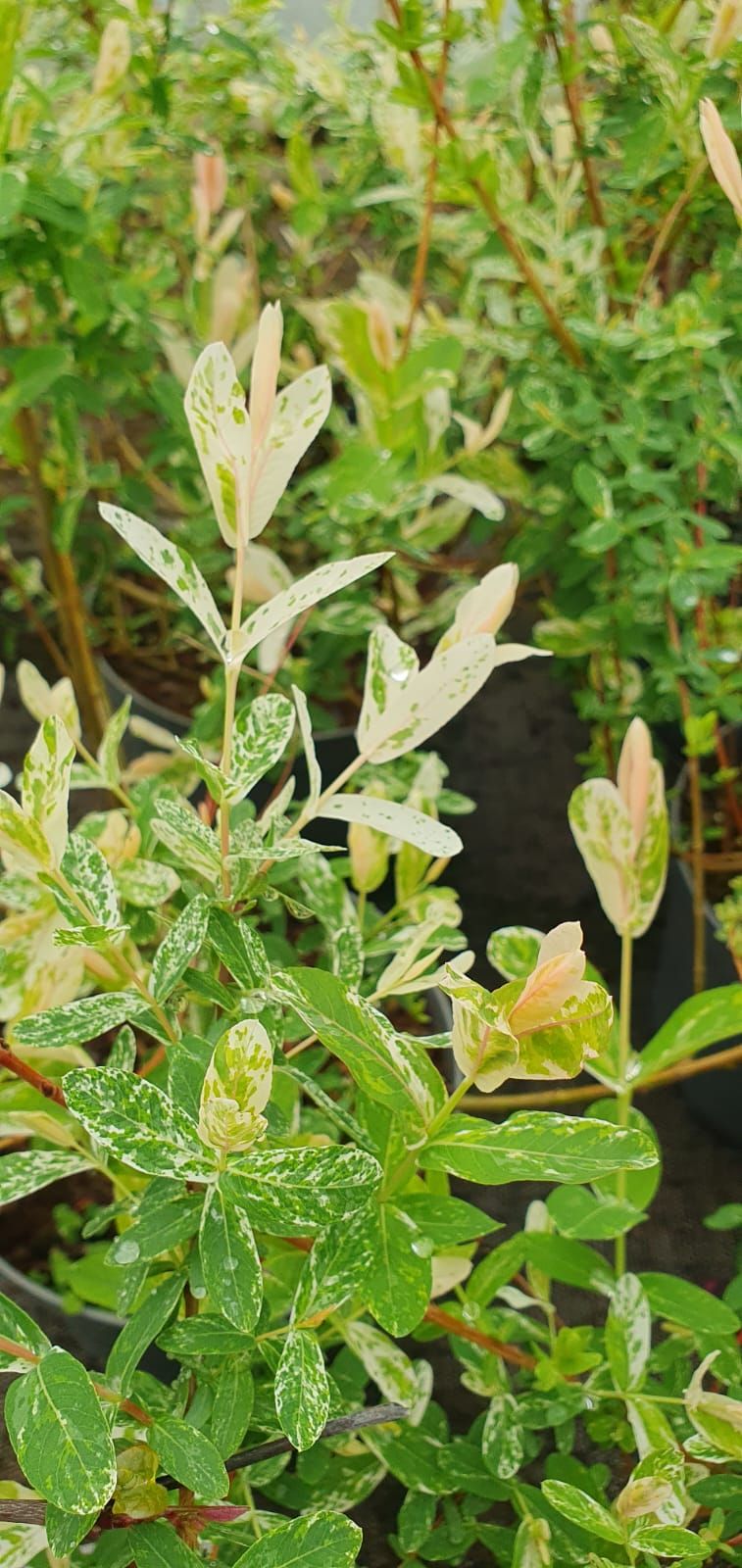 Arbuste vert aux feuilles panachées jaune pâle, en extérieur