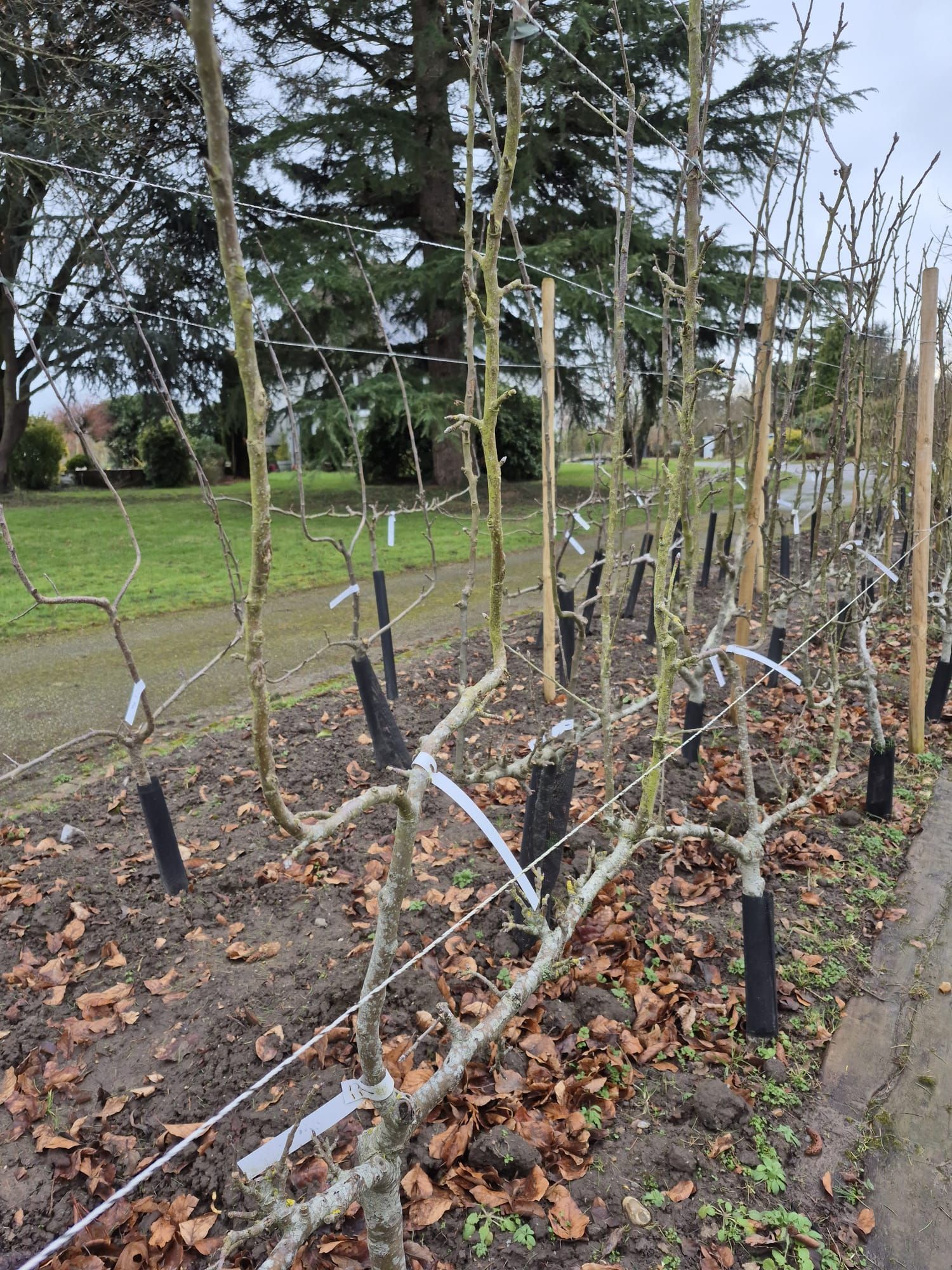 De jeunes arbres fruitiers sans feuilles, attachés à des tuteurs au bord d'un chemin, dans un champ arboré aux allures de parc.