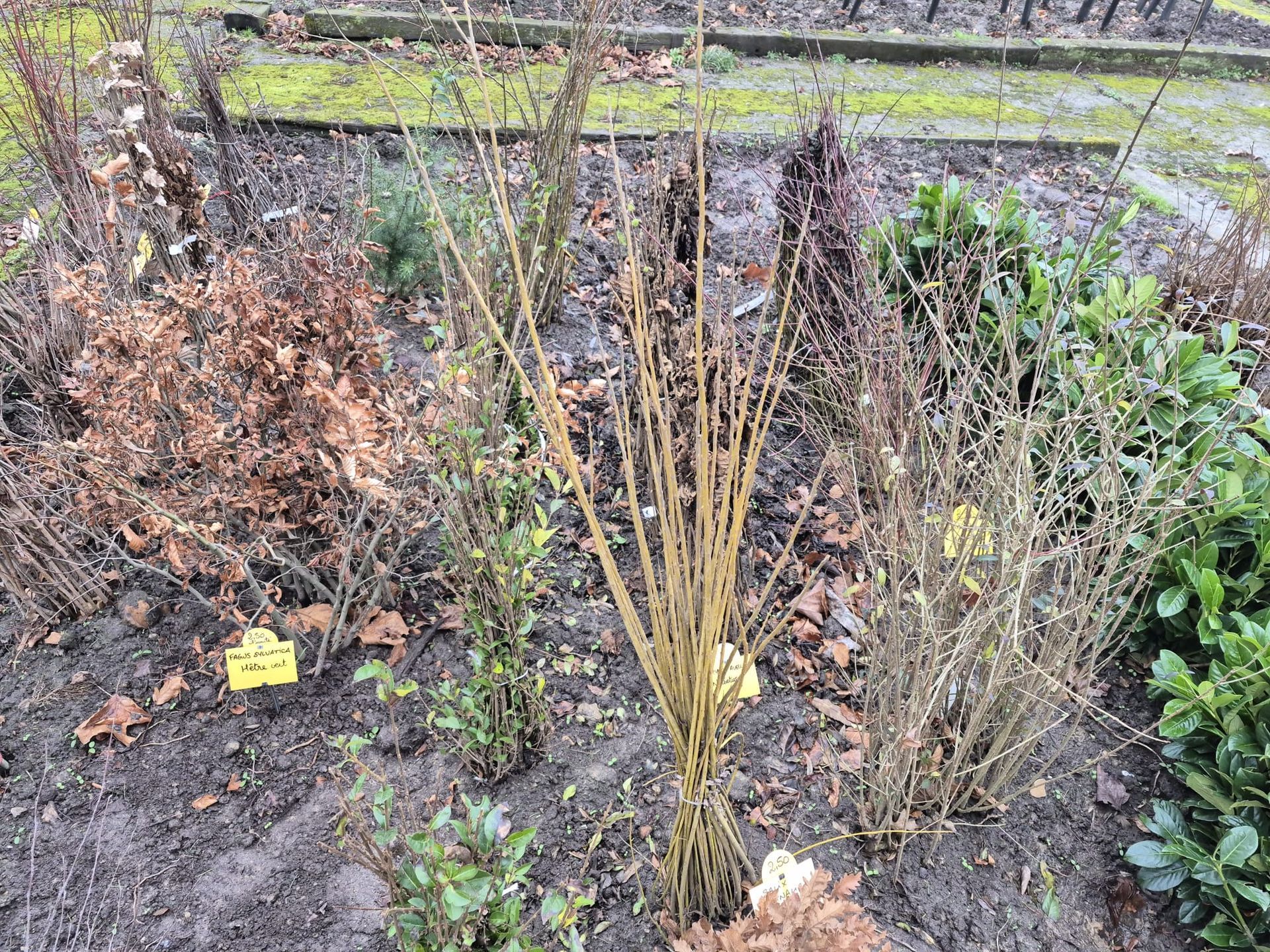 Des arbustes sans feuilles dans un parterre de jardin en bordure d'un chemin, avec quelques plantes vertes et une étiquette jaune portant le nom d'une plante.
