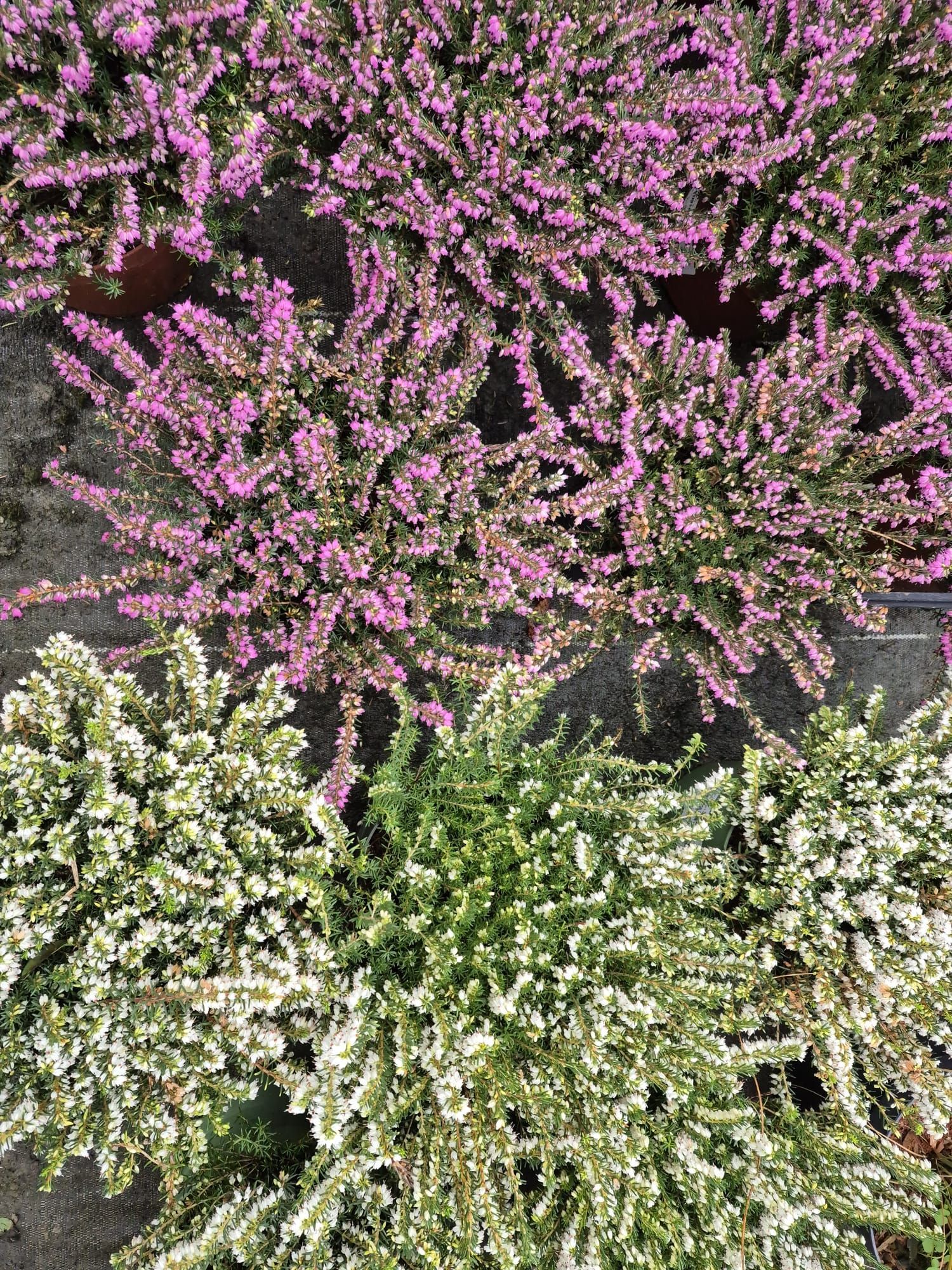 Deux rangées d'arbustes à fleurs : des fleurs roses en haut et des fleurs blanches en bas, contre un mur de pierre.