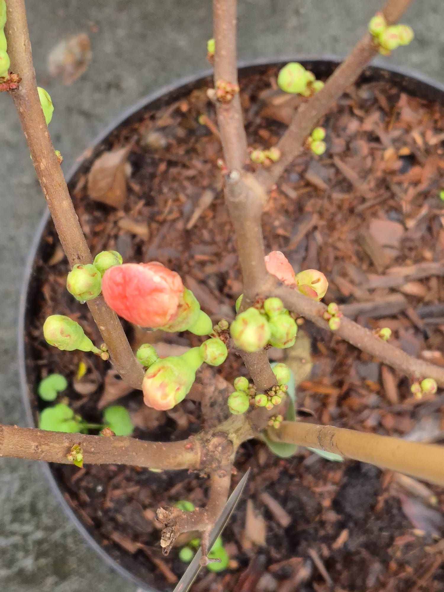 Gros plan sur une plante en pot avec des bourgeons verts et un bouton floral rose qui commence à s'ouvrir.