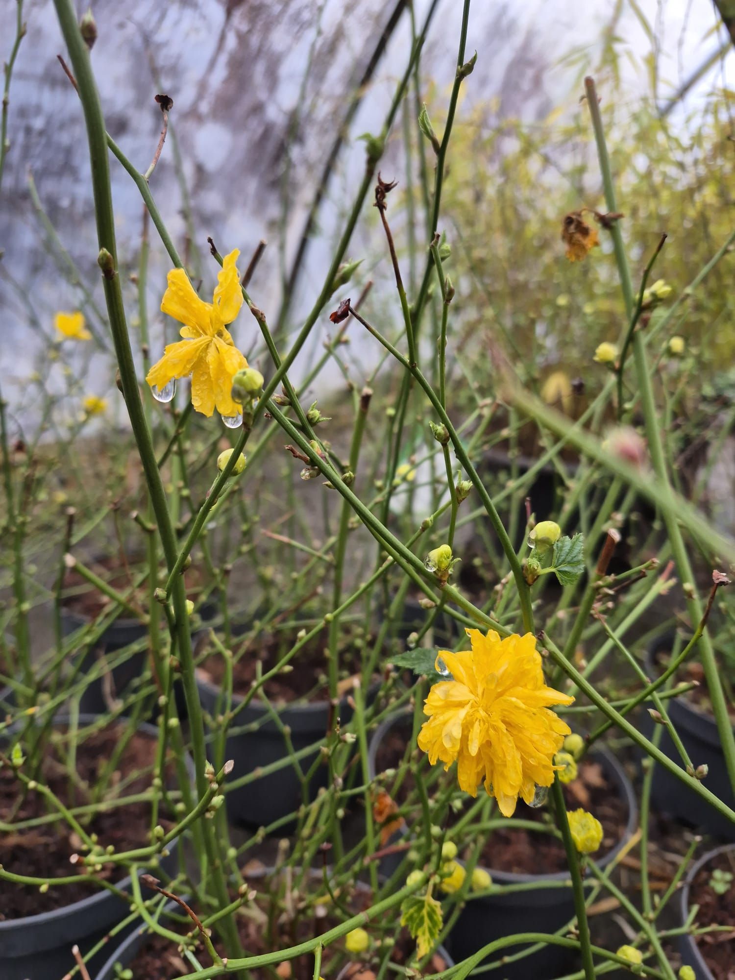 Fleurs sauvages jaunes à fines tiges vertes dans un champ naturel