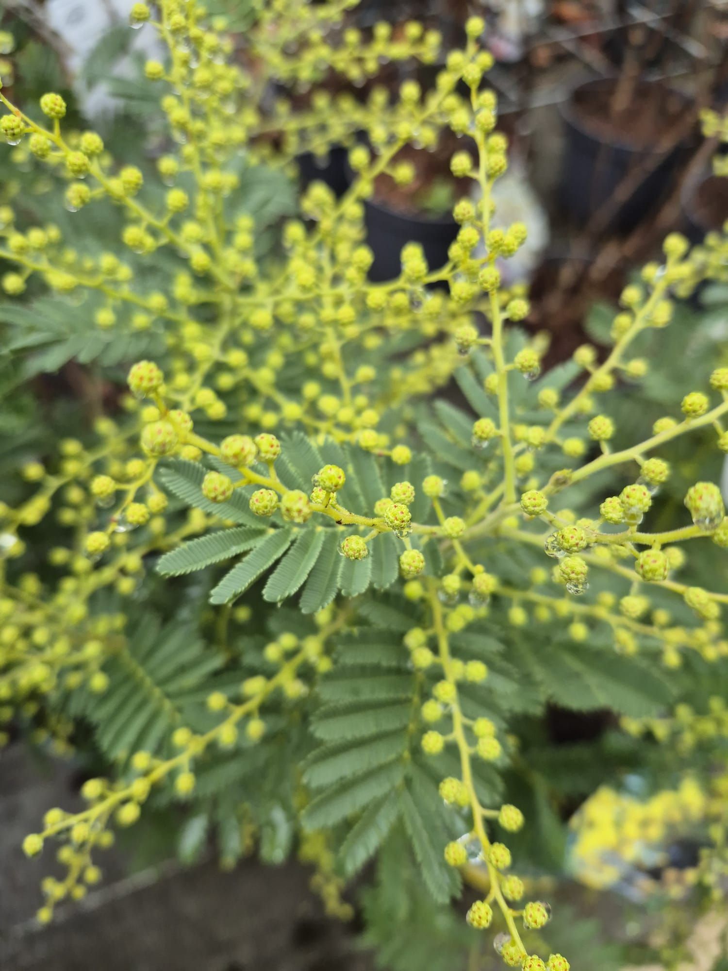 Branche de mimosa à fleurs jaunes et feuilles vertes plumeuses, à l'extérieur