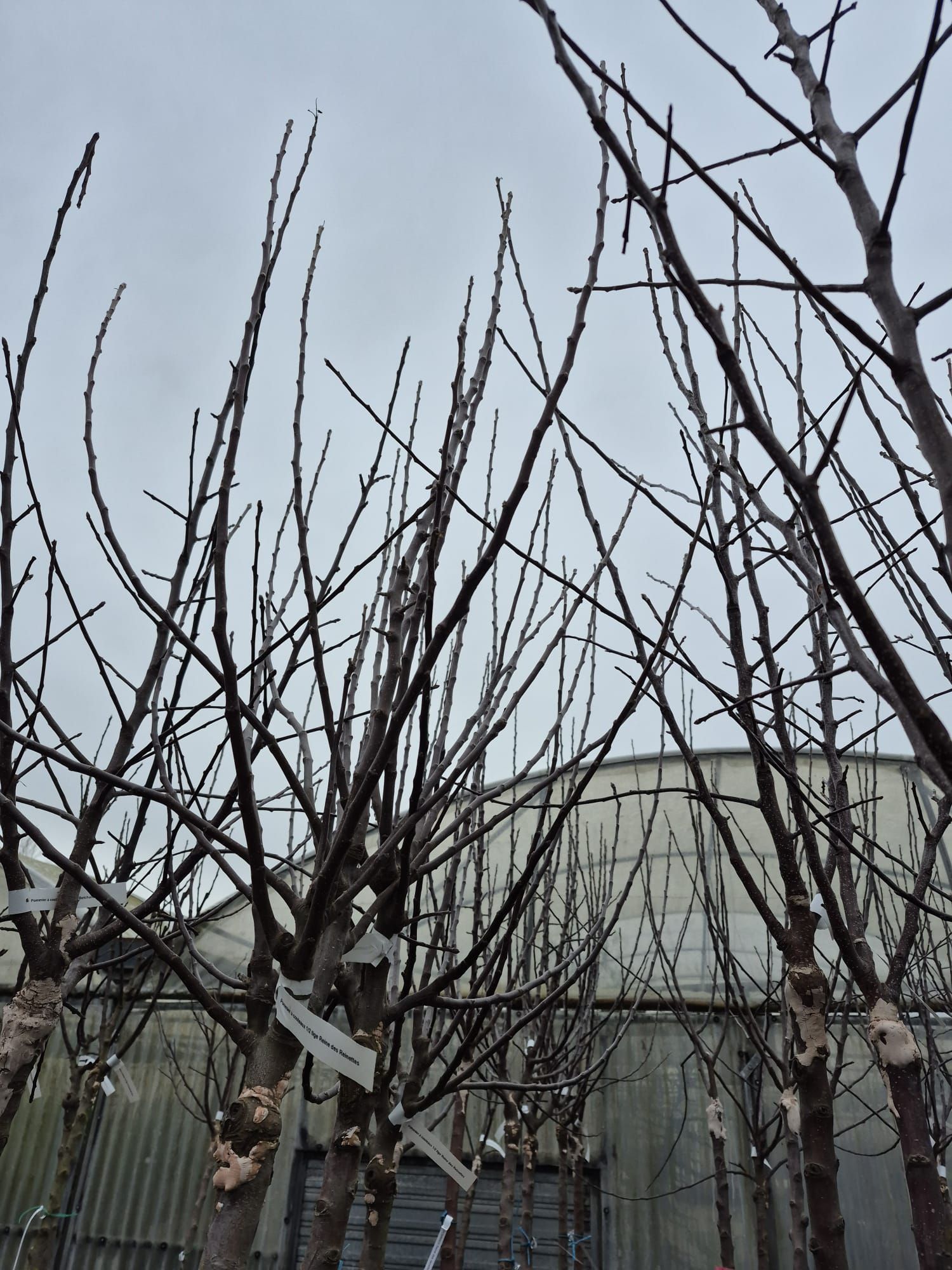 Des branches d'arbre dénudées se détachent sur un ciel pâle, à côté d'une structure de serre.