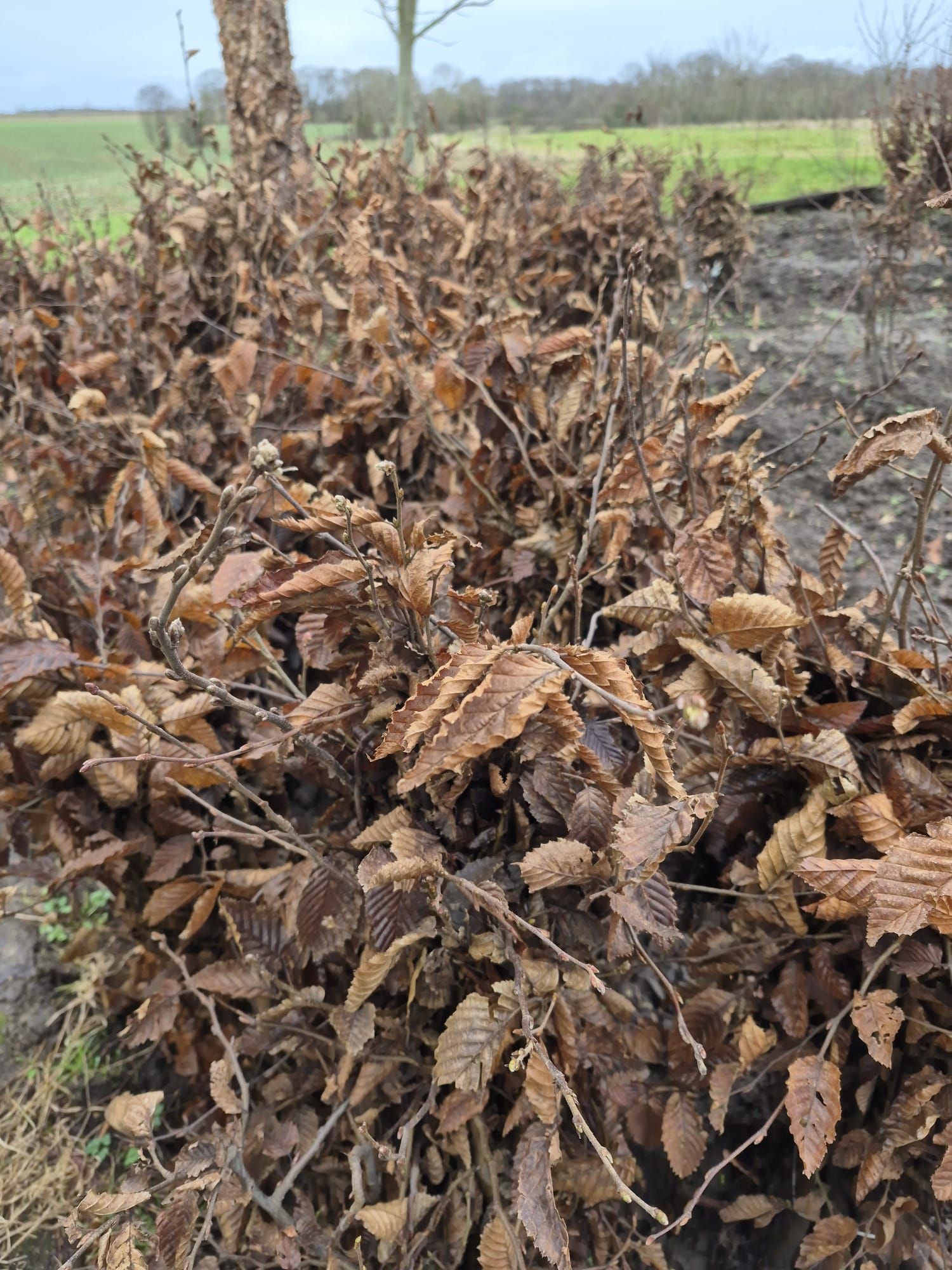 Des plantes brunes et sèches, couvertes de givre, dans un champ sous un ciel nuageux