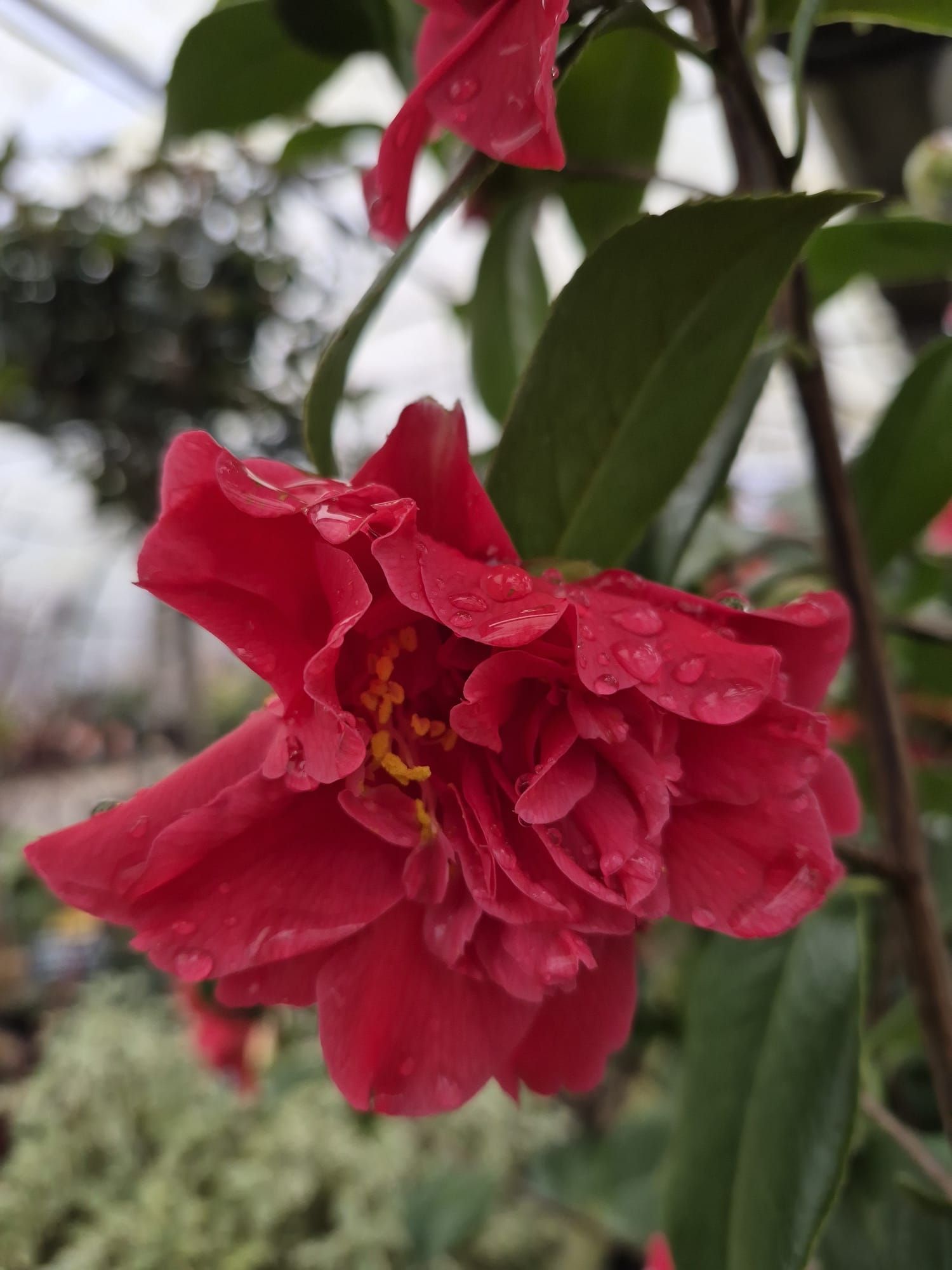Fleur rouge épanouie avec des gouttelettes d'eau sur les feuilles vertes à l'extérieur