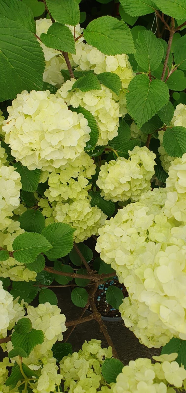 Des grappes d'hortensias jaune pâle fleurissent parmi les feuilles vertes
