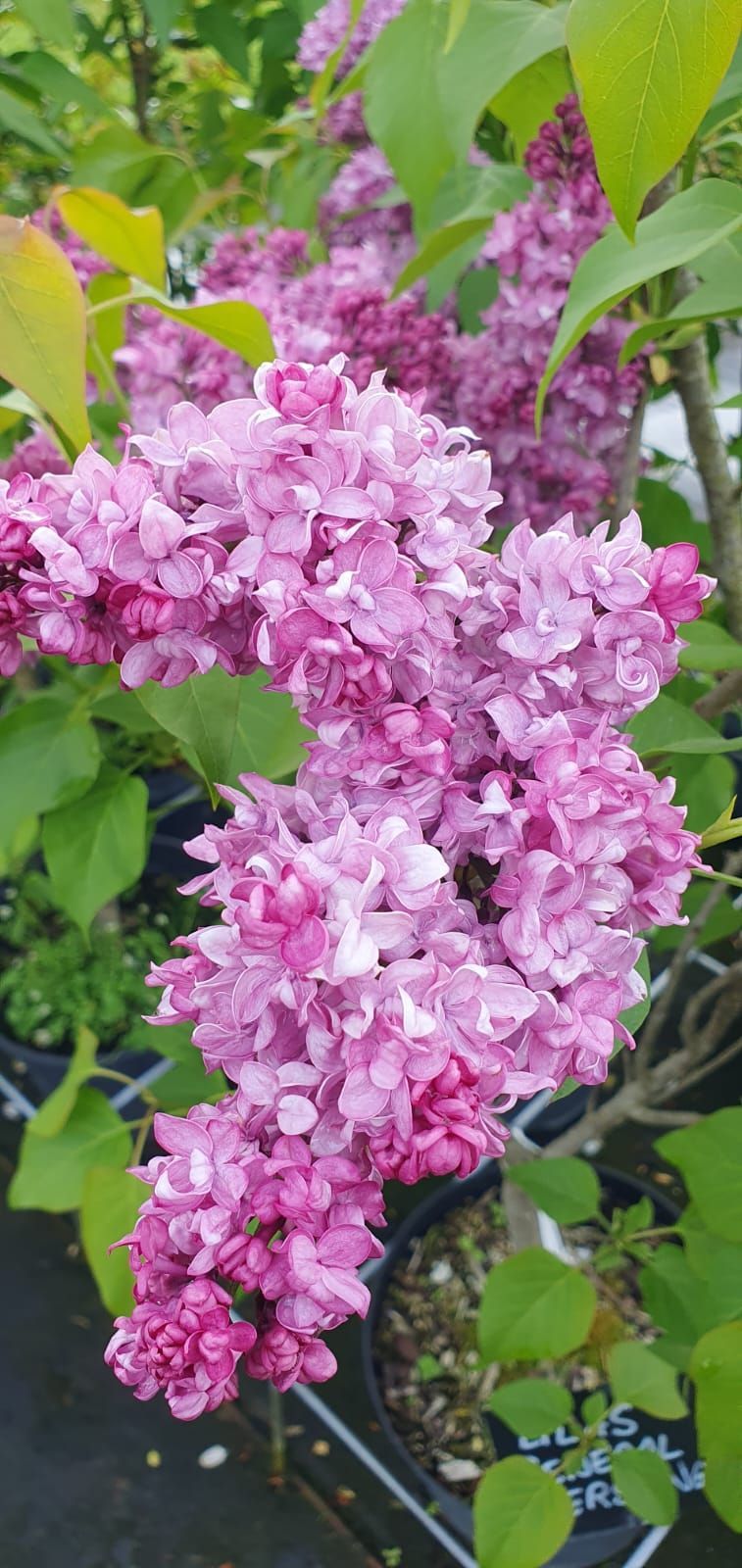 Des fleurs de lilas roses se mêlent à un feuillage vert vif dans un jardin