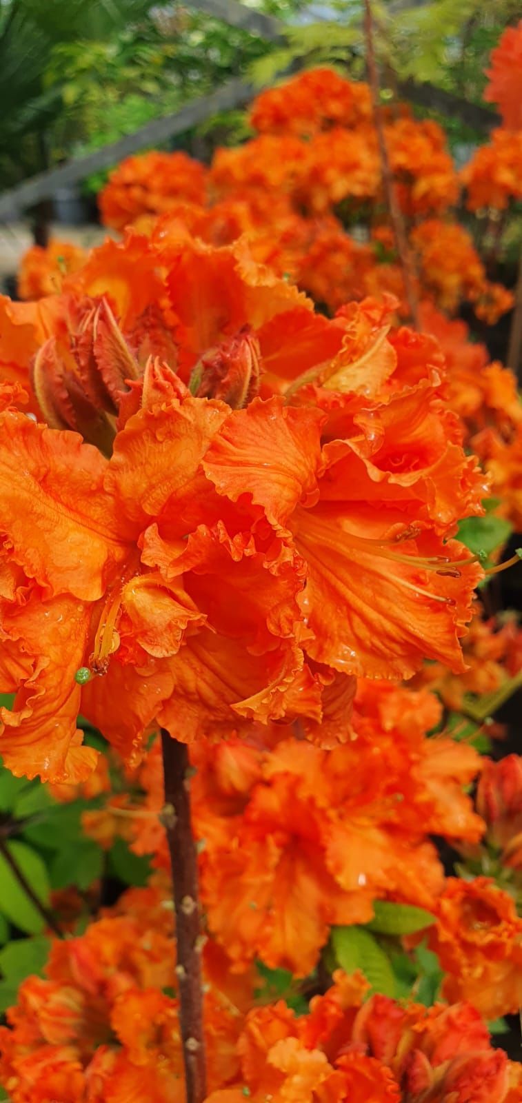 Des fleurs orange vif regroupées sur une branche d'arbre en fleurs à l'extérieur