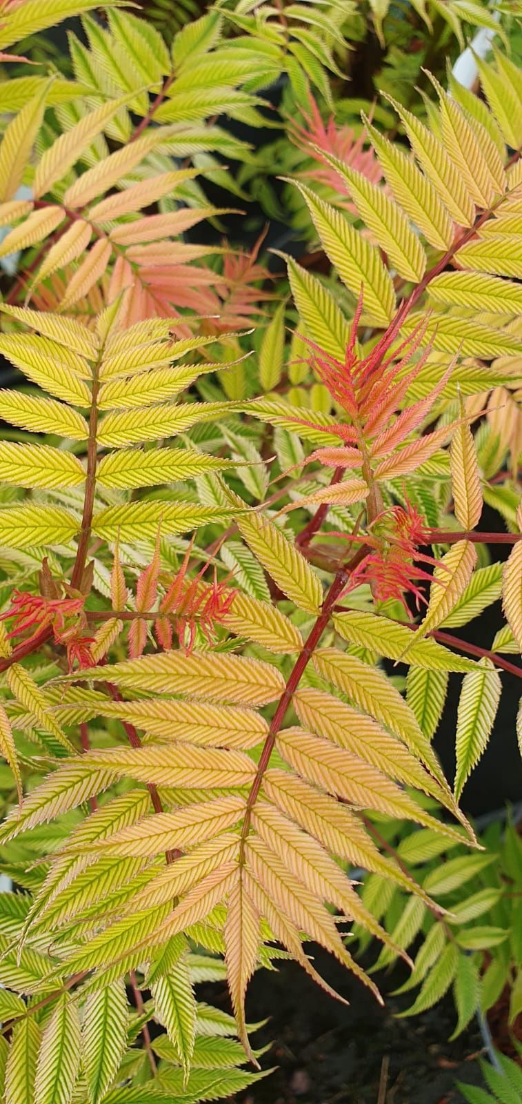 Gros plan sur des feuilles vertes et jaunes ressemblant à des fougères, avec des reflets rouges au soleil.