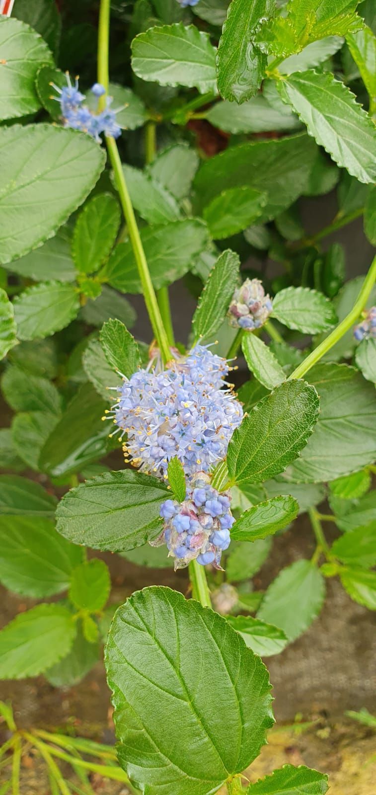 Gros plan sur un bouquet de fleurs bleu pâle parmi des feuilles vertes dans un jardin