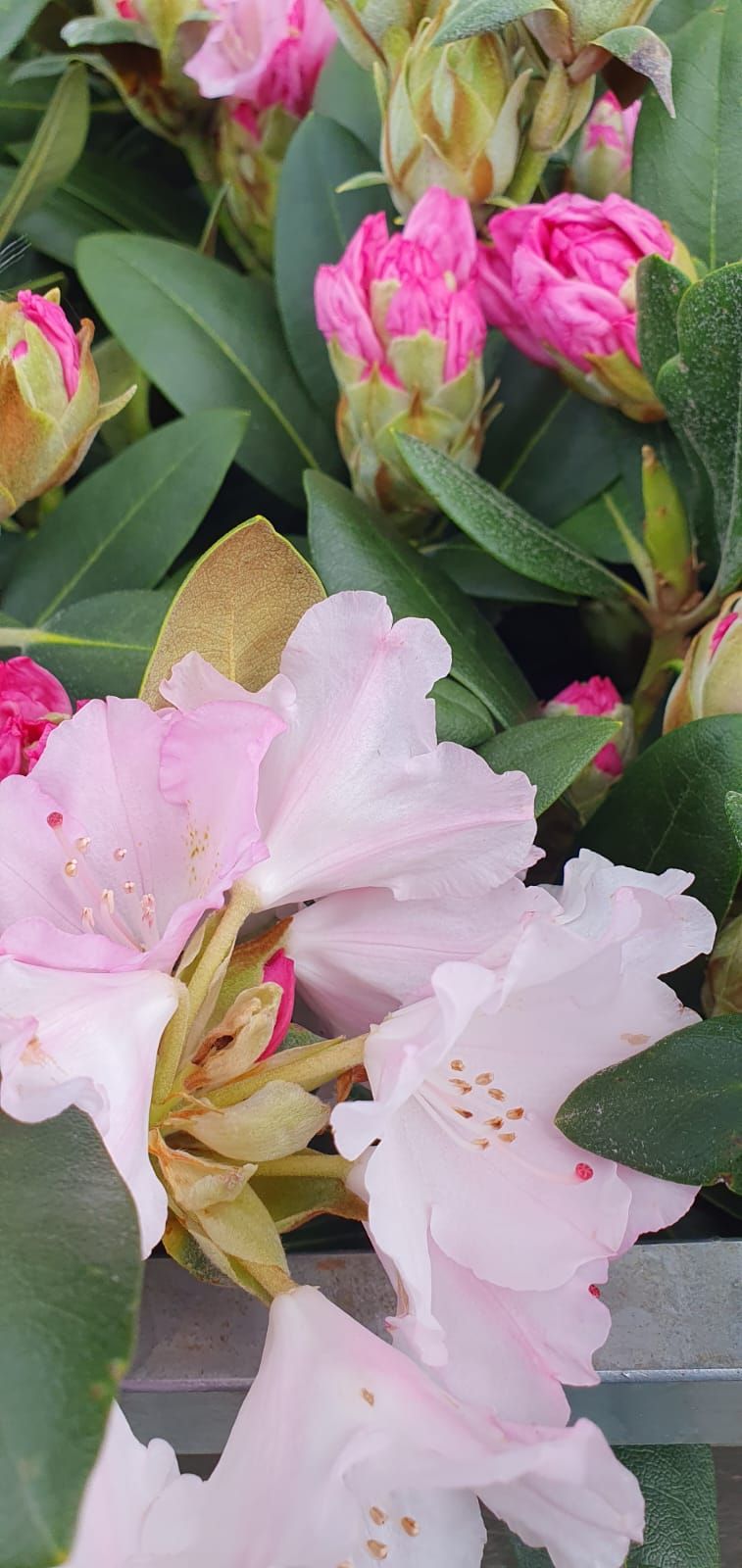 Des rhododendrons roses et blancs en fleurs parmi des feuilles vertes