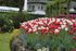 Des tulipes rouges et blanches en fleurs dans un jardin avec une maison en arrière-plan