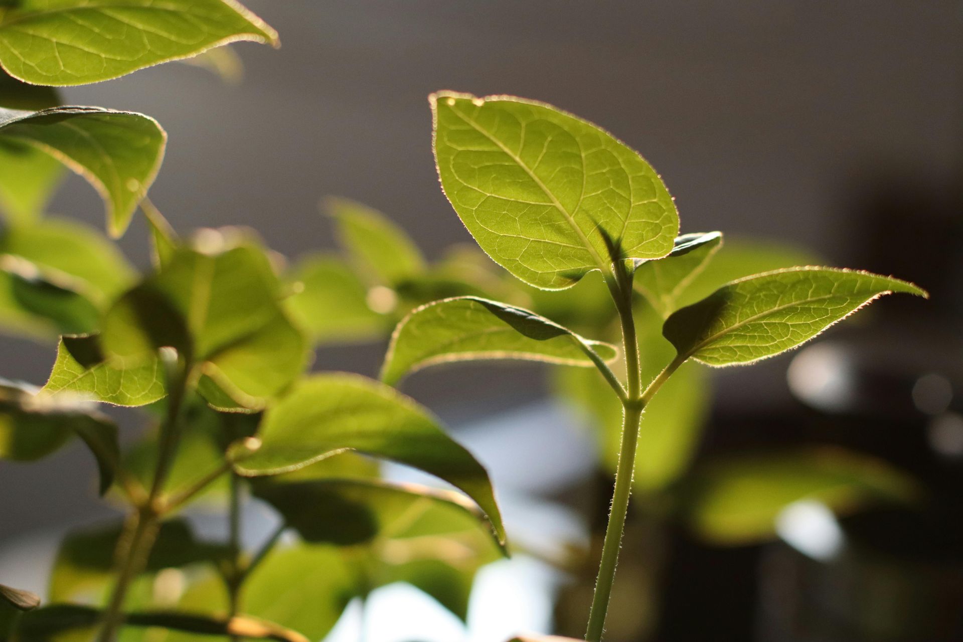 Feuilles vertes ensoleillées sur de jeunes tiges de plantes, sur un fond flou.