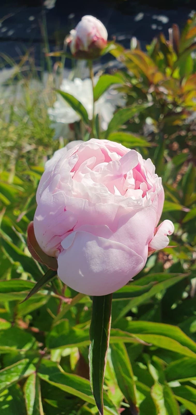 Une pivoine rose en pleine floraison dans un jardin, avec des feuilles vertes et une fleur floue en arrière-plan.