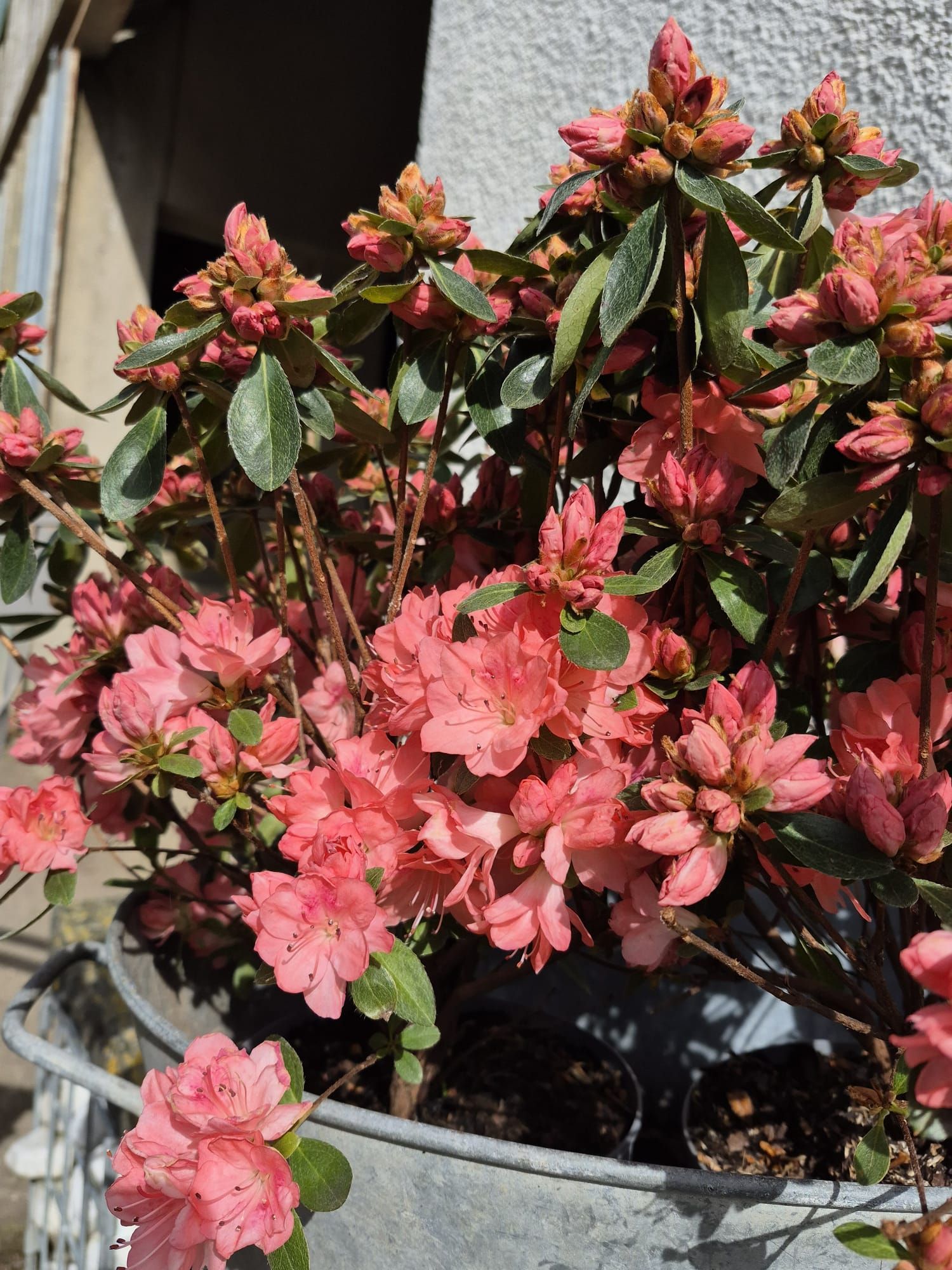 Des fleurs roses s'épanouissent dans un pot, parmi des feuilles vertes, sur une terrasse ensoleillée.