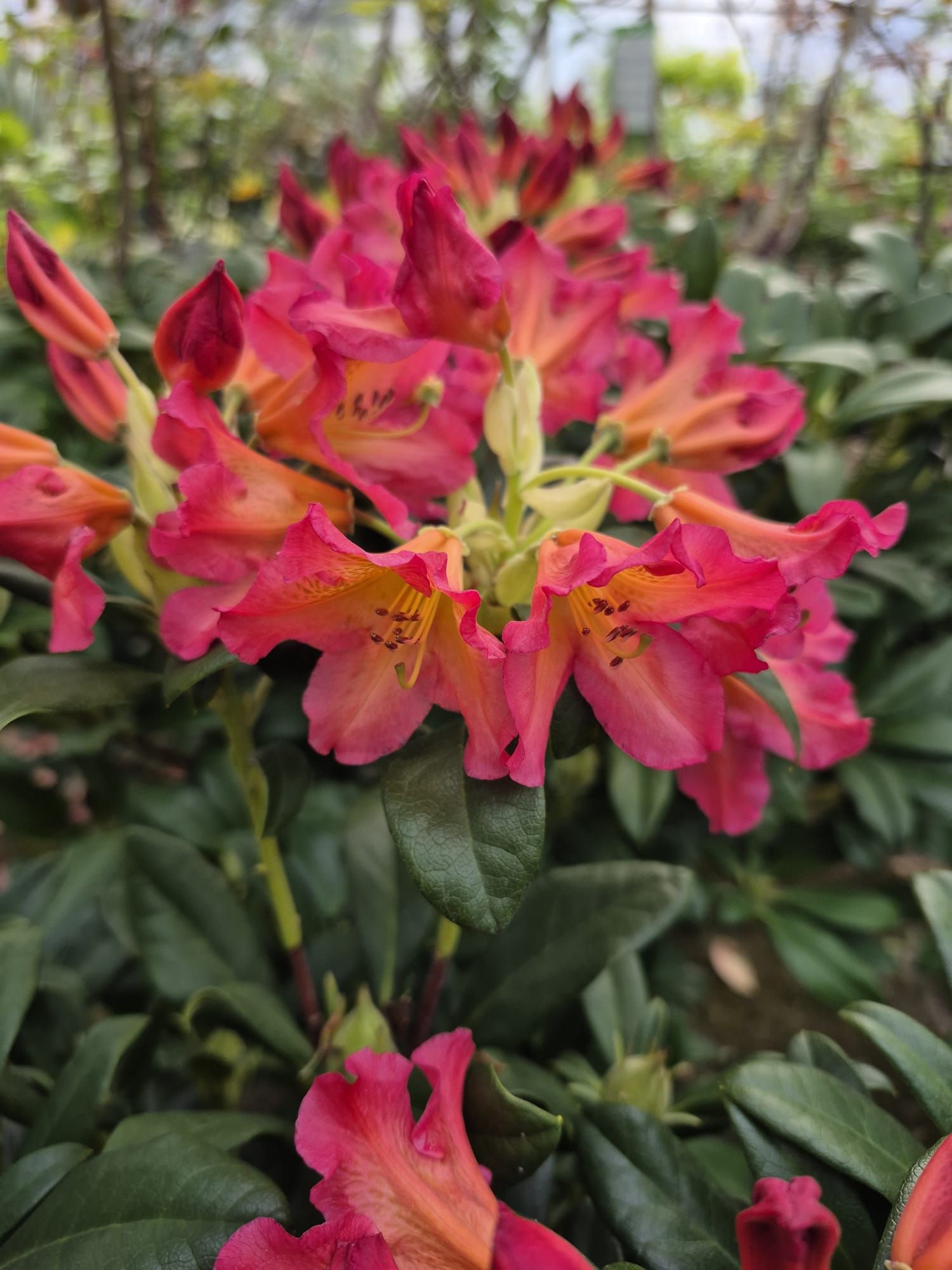 Des fleurs roses et orange s'épanouissent parmi les feuilles vertes d'un jardin